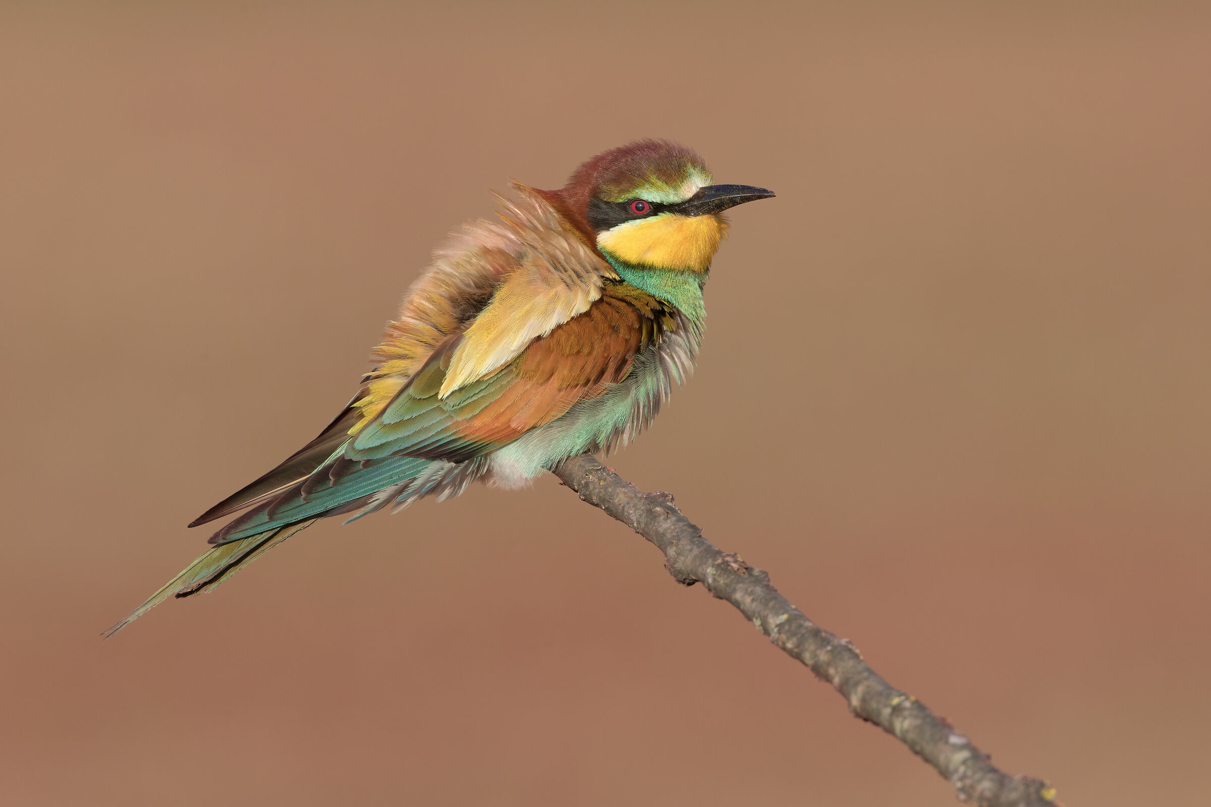 Bee-eater