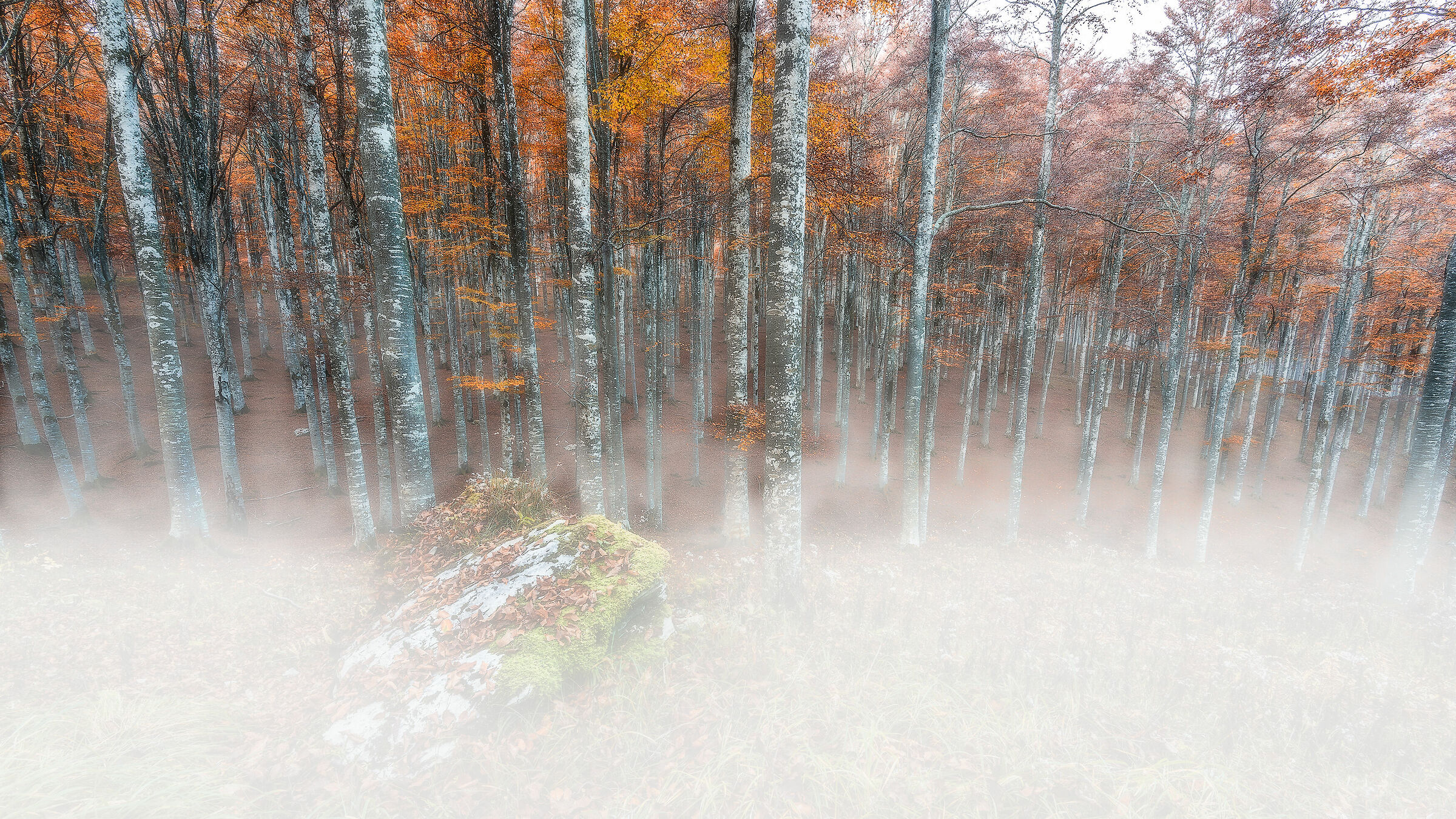 Autunno in Cansiglio