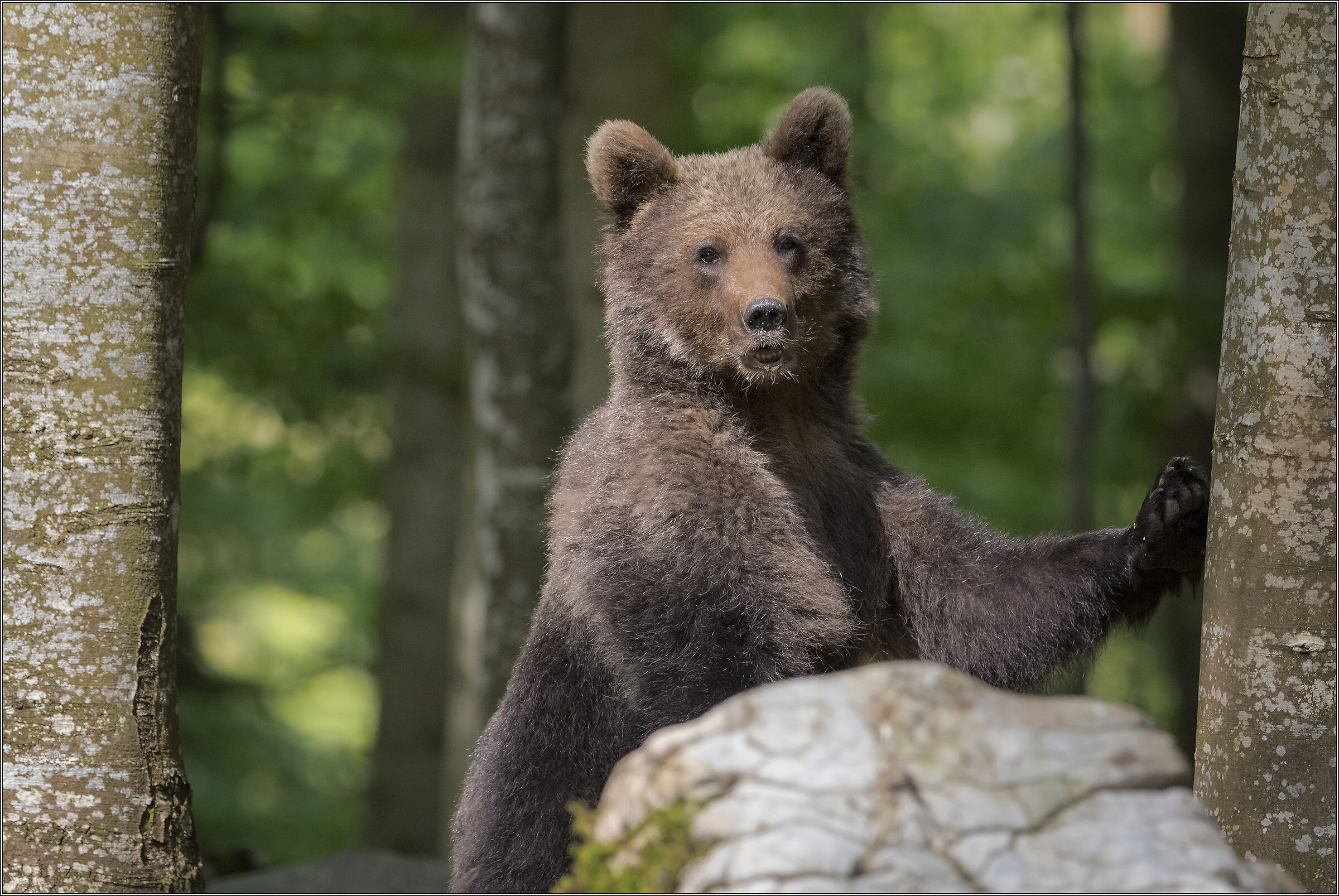 orso eretto