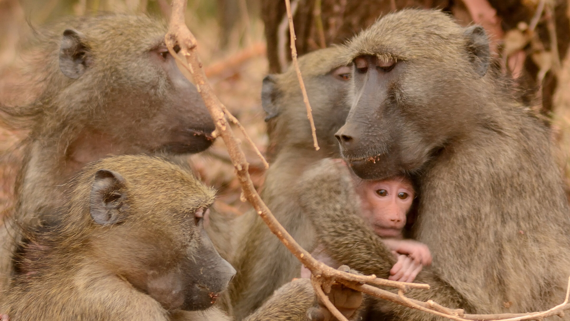 Baboon family