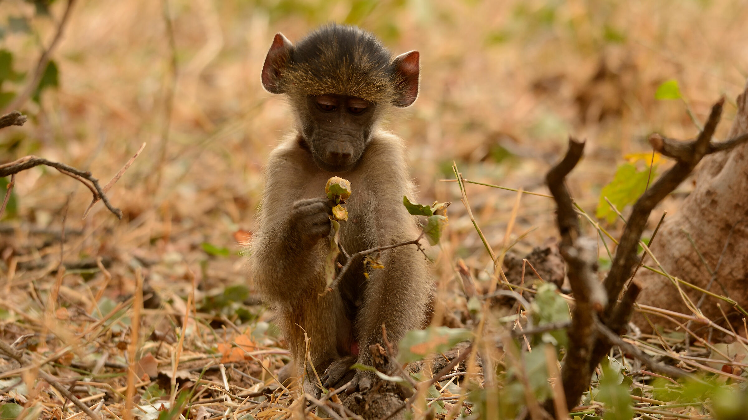 Little Baboon