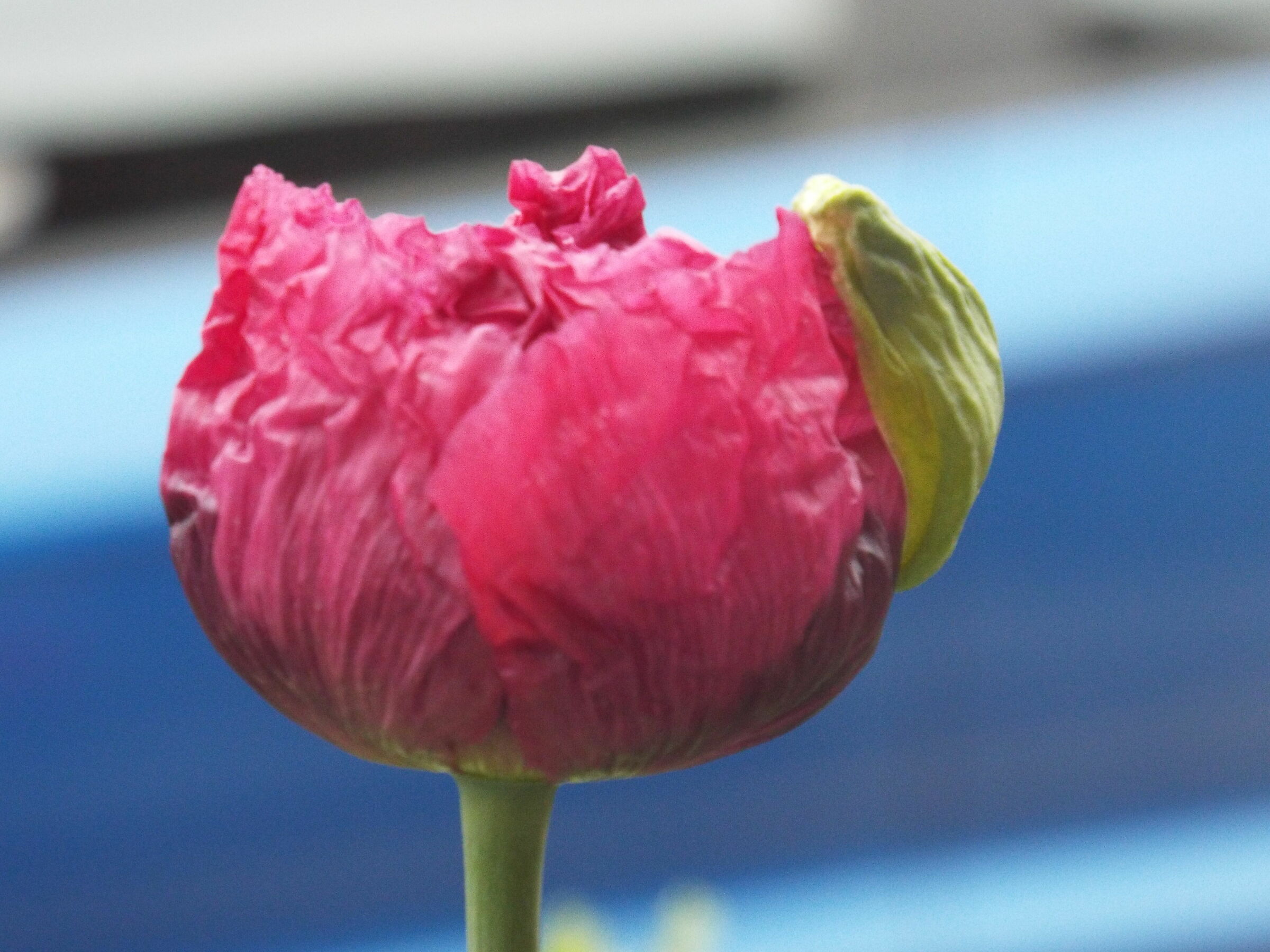 nearly open poppy