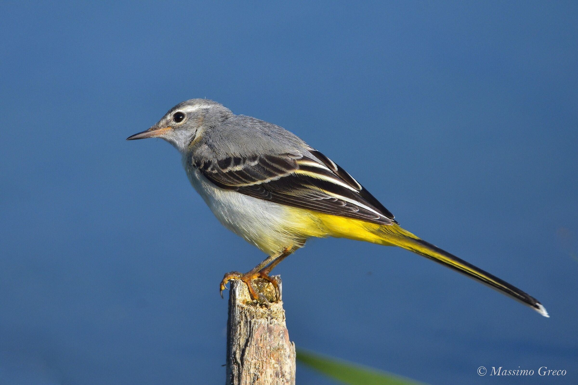 Ballerina gialla (Motacilla cinerea)