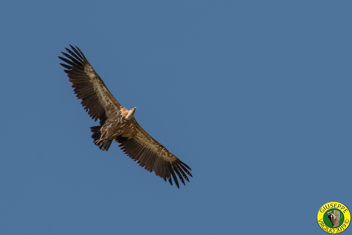 Grifone (Sardegna ) 2019