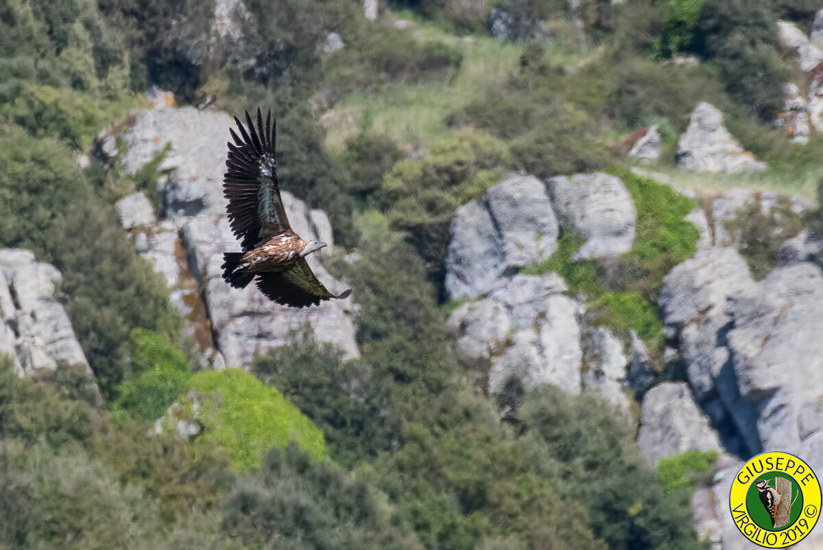 Grifone (Sardegna ) 2019