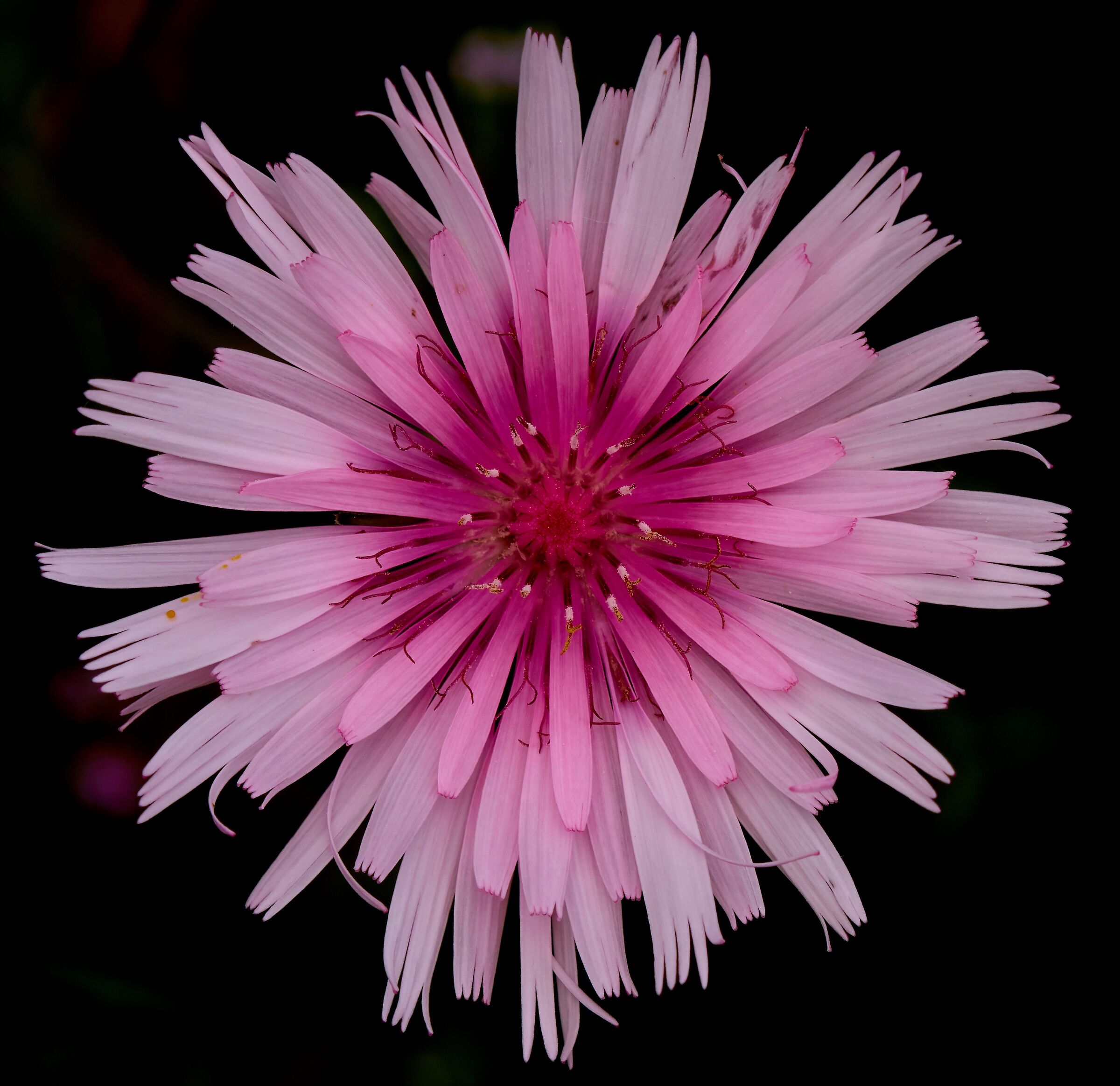 Crepis rubra