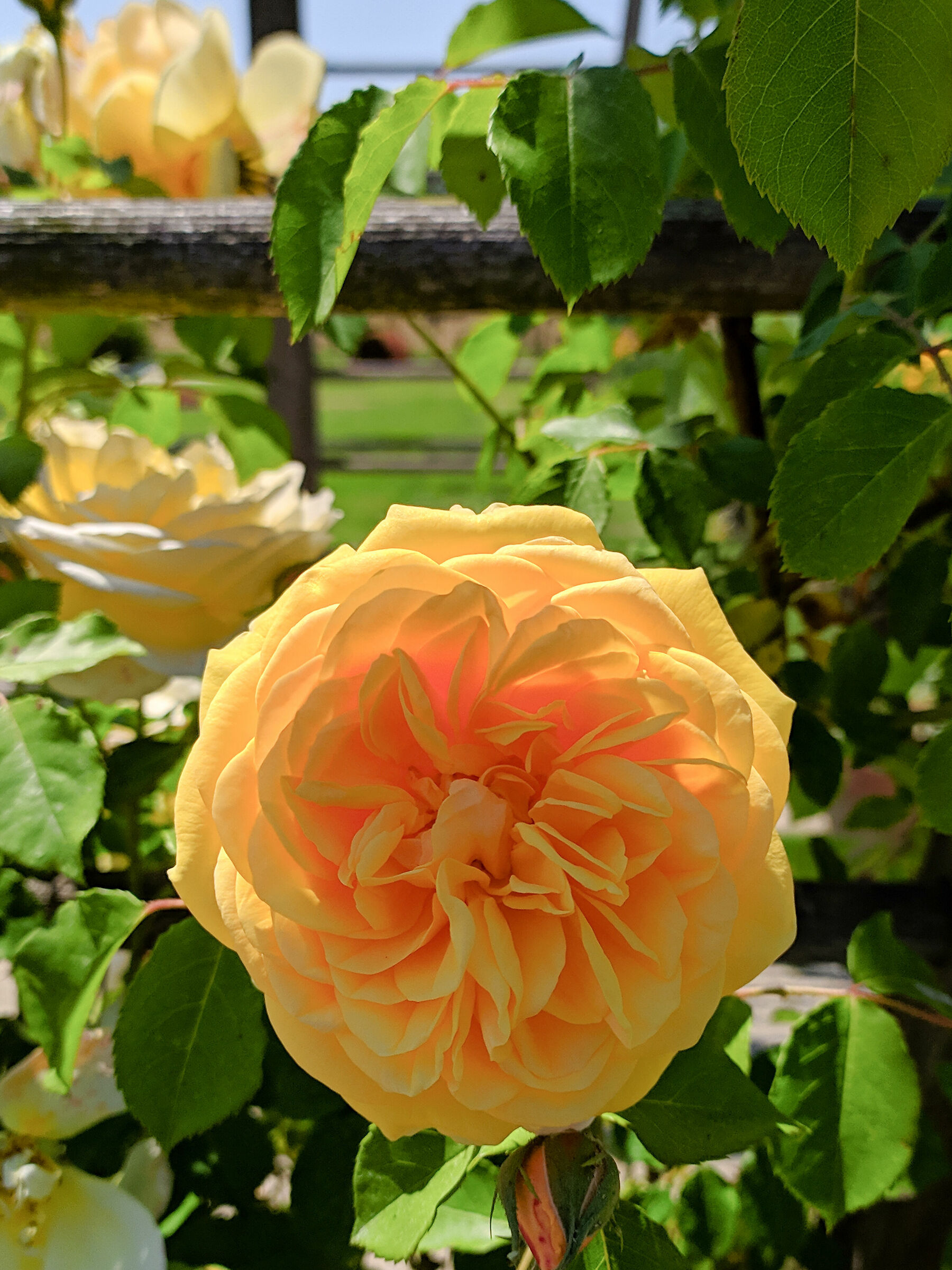 REDMI NOTE 7: EVIDENCE