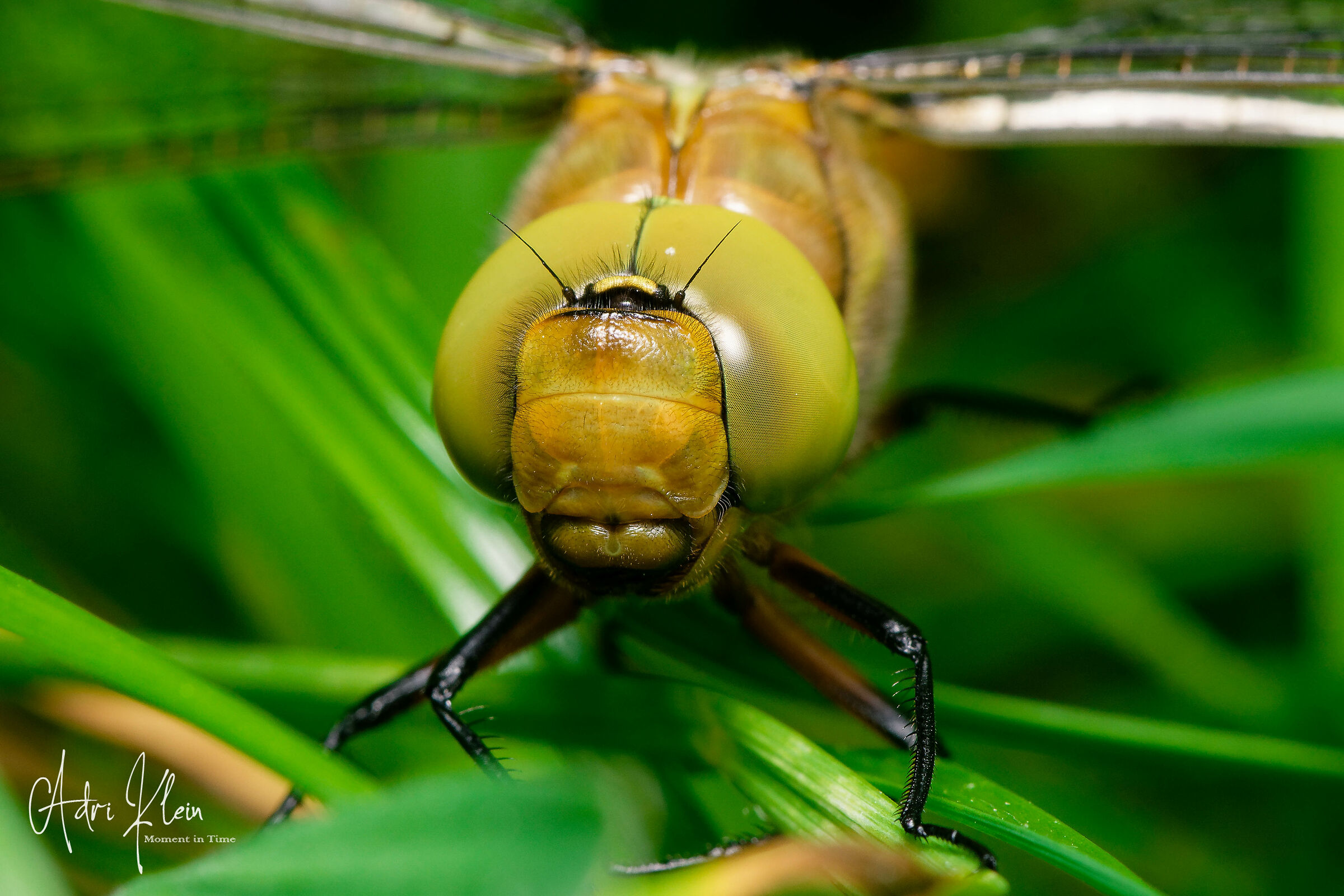 Dragonfly