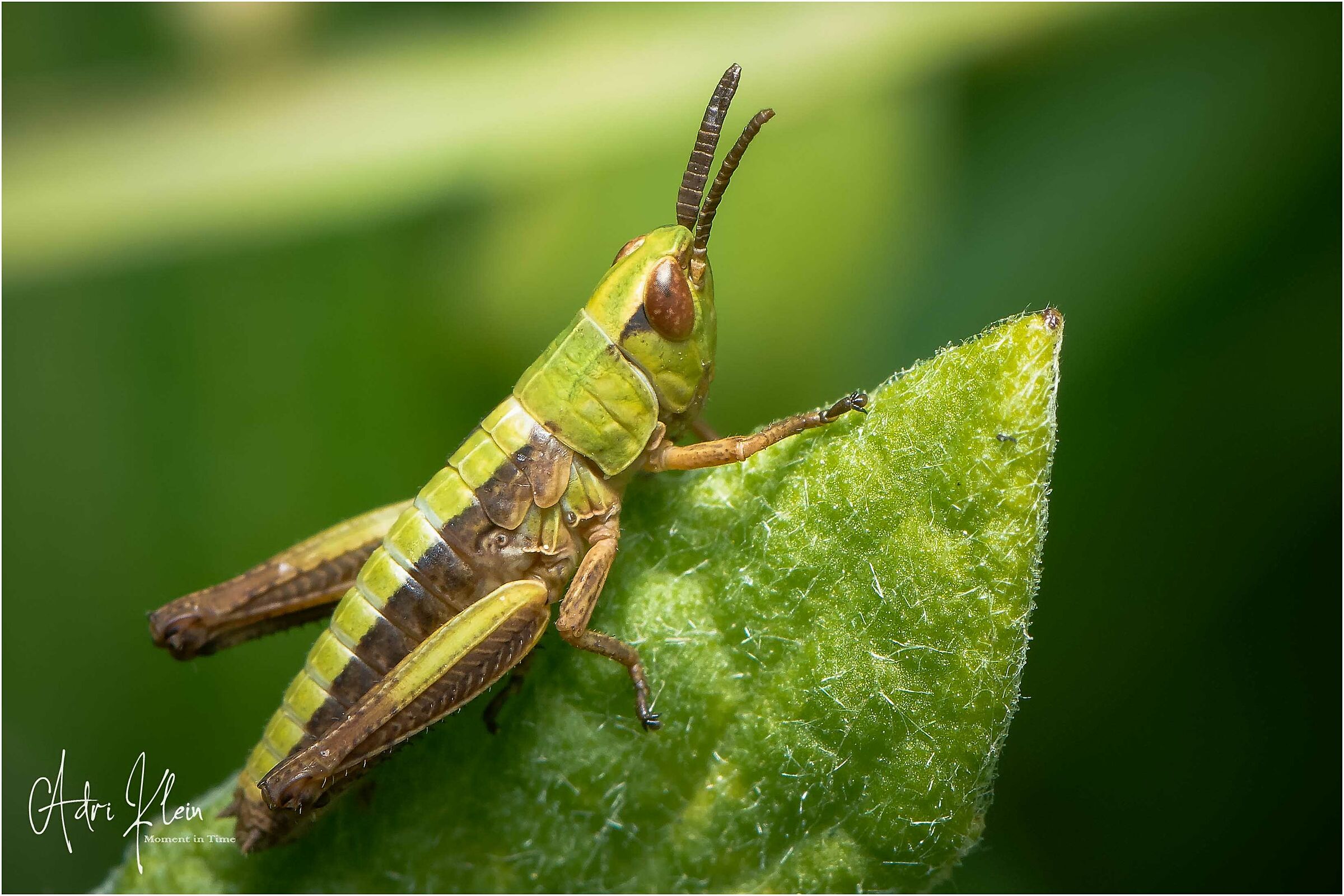 Grashopper nymph