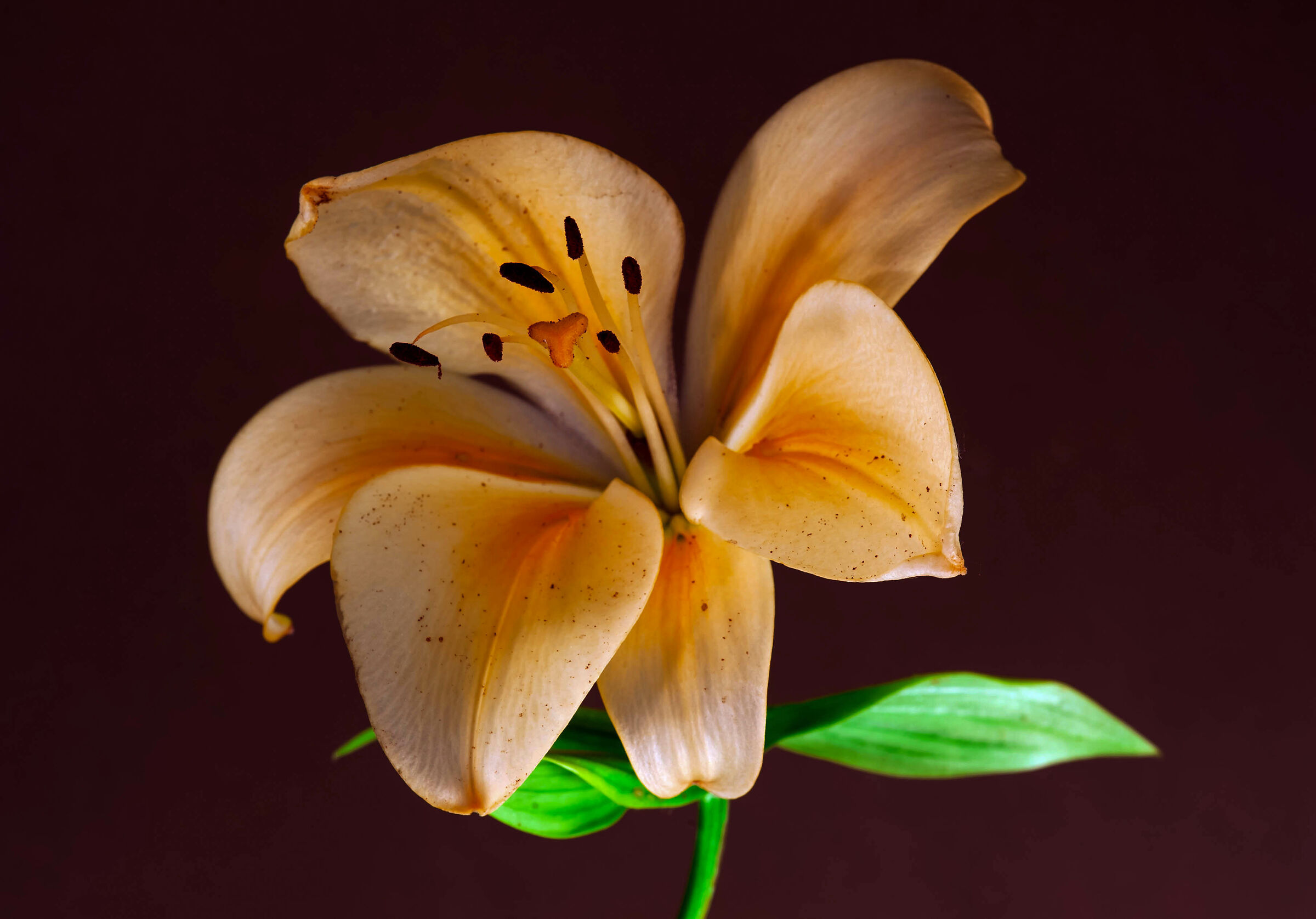 Giglio avana su fondo viola