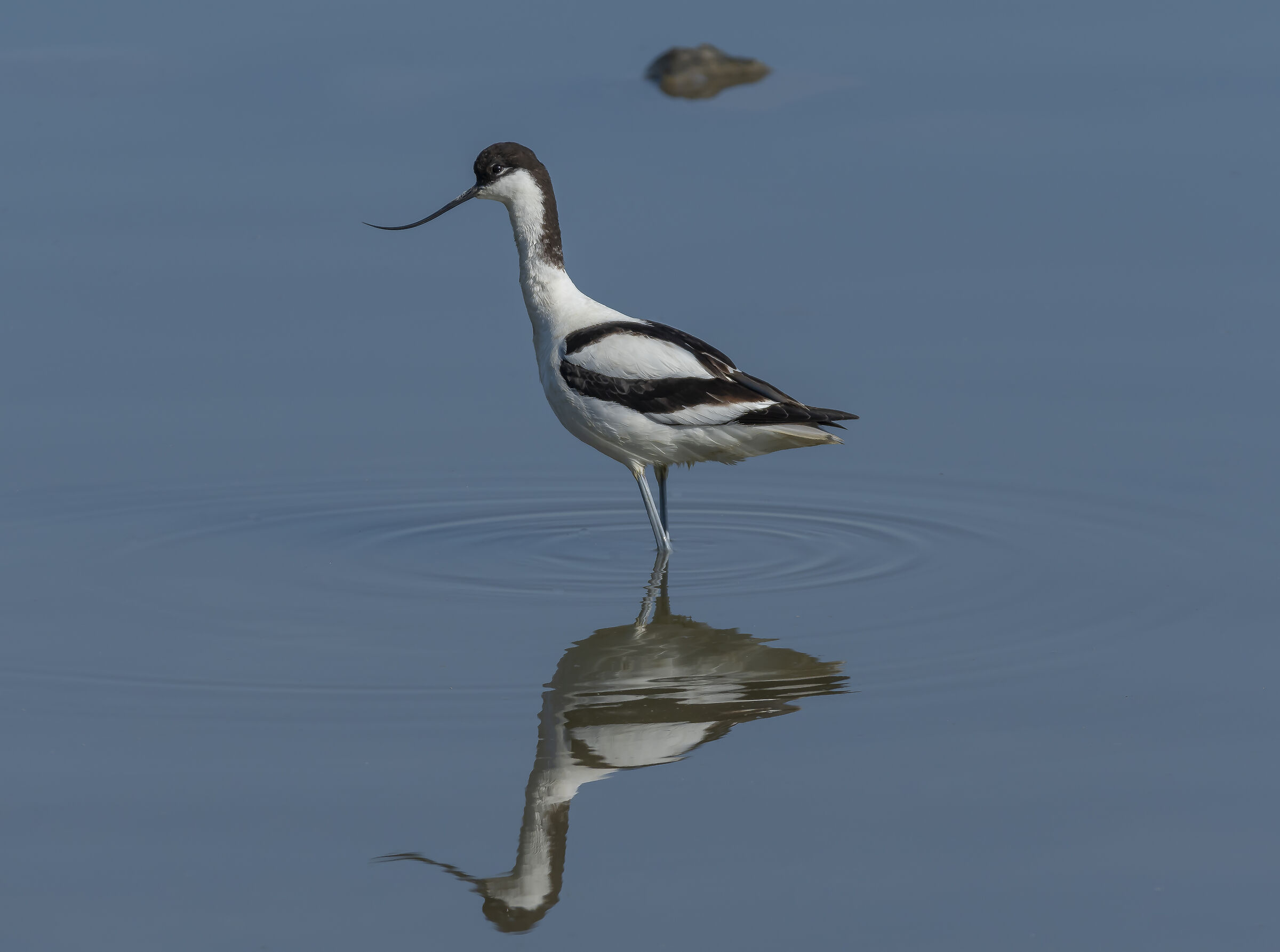 Avocet