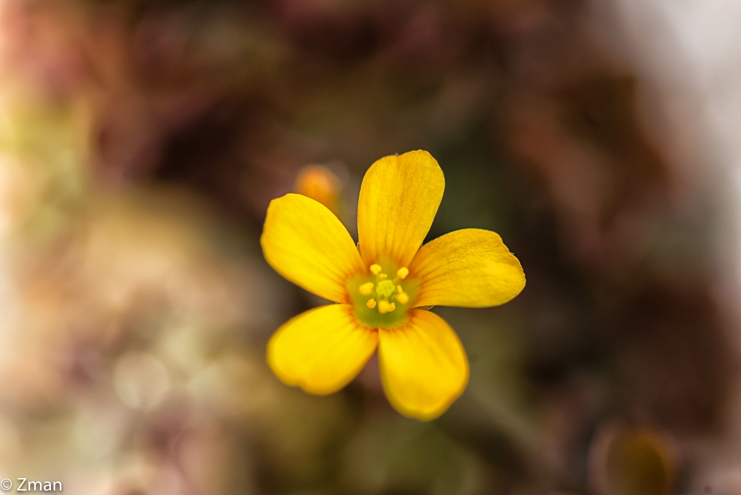 Tiny, Wild and Yellow