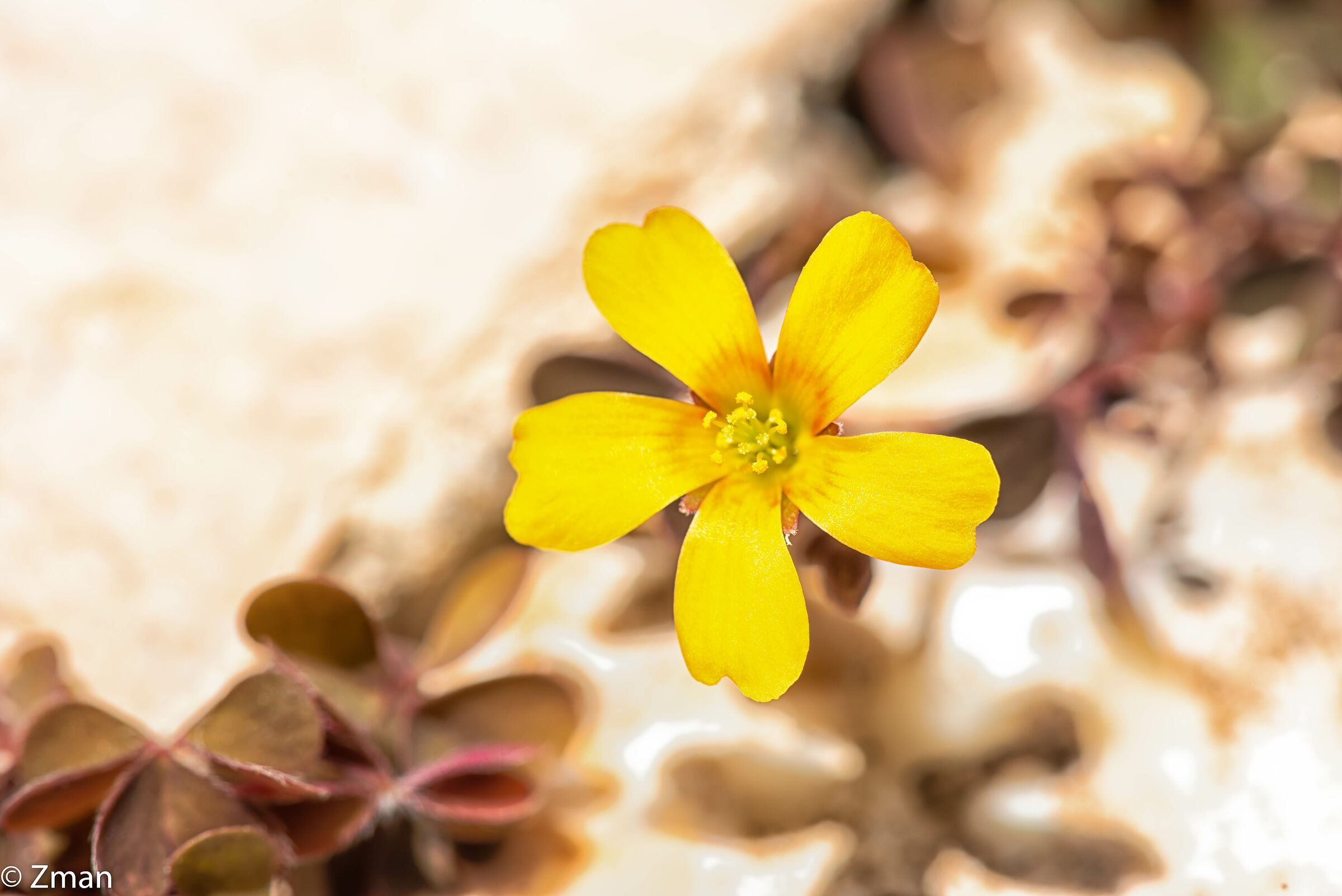 Minuscolo, selvaggio e giallo