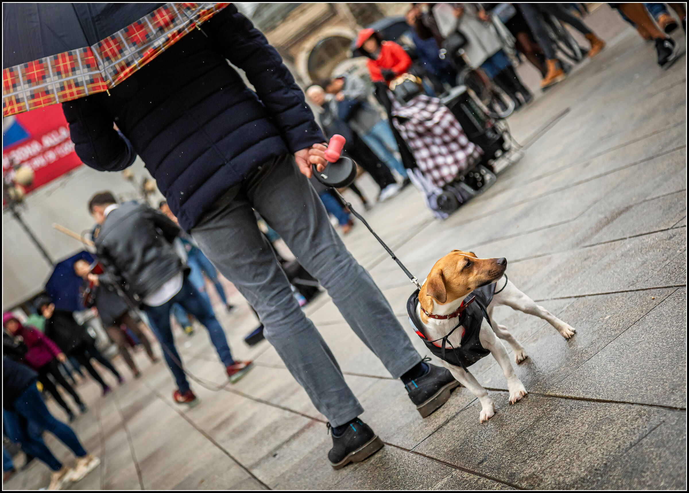 I am your dog and I protect you