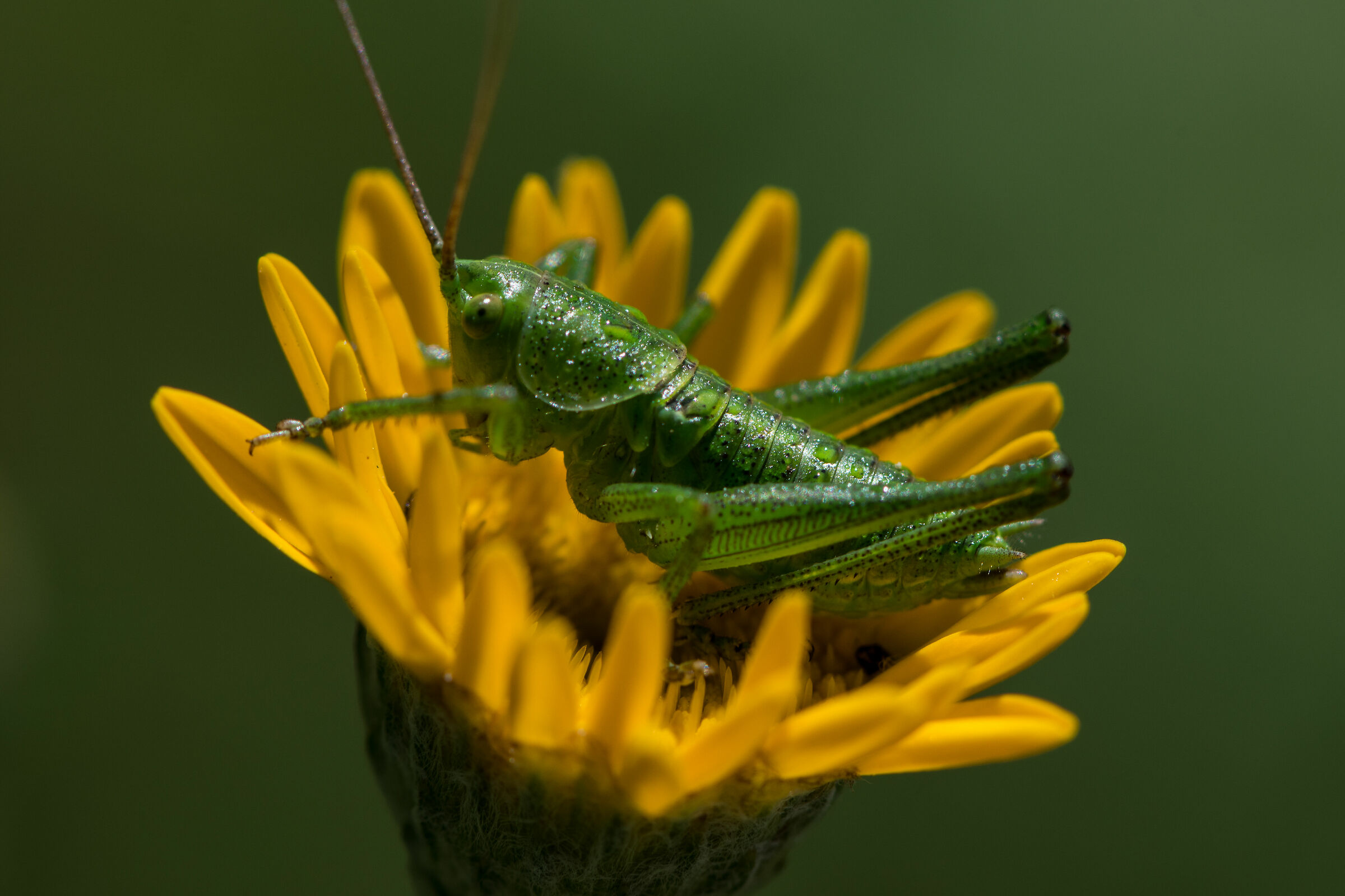 Sweaty young Tettigonia