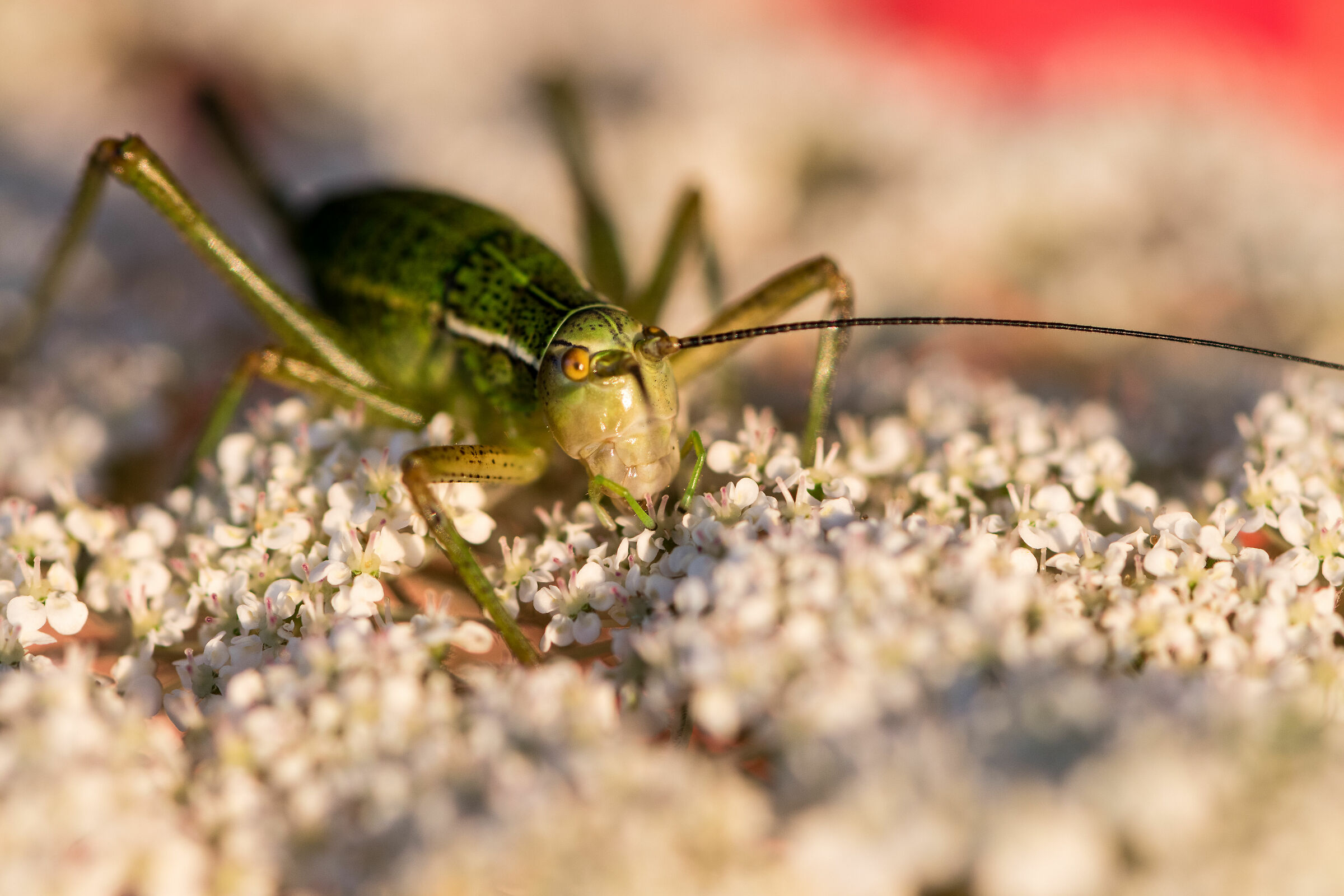 Hungry Tettigonia