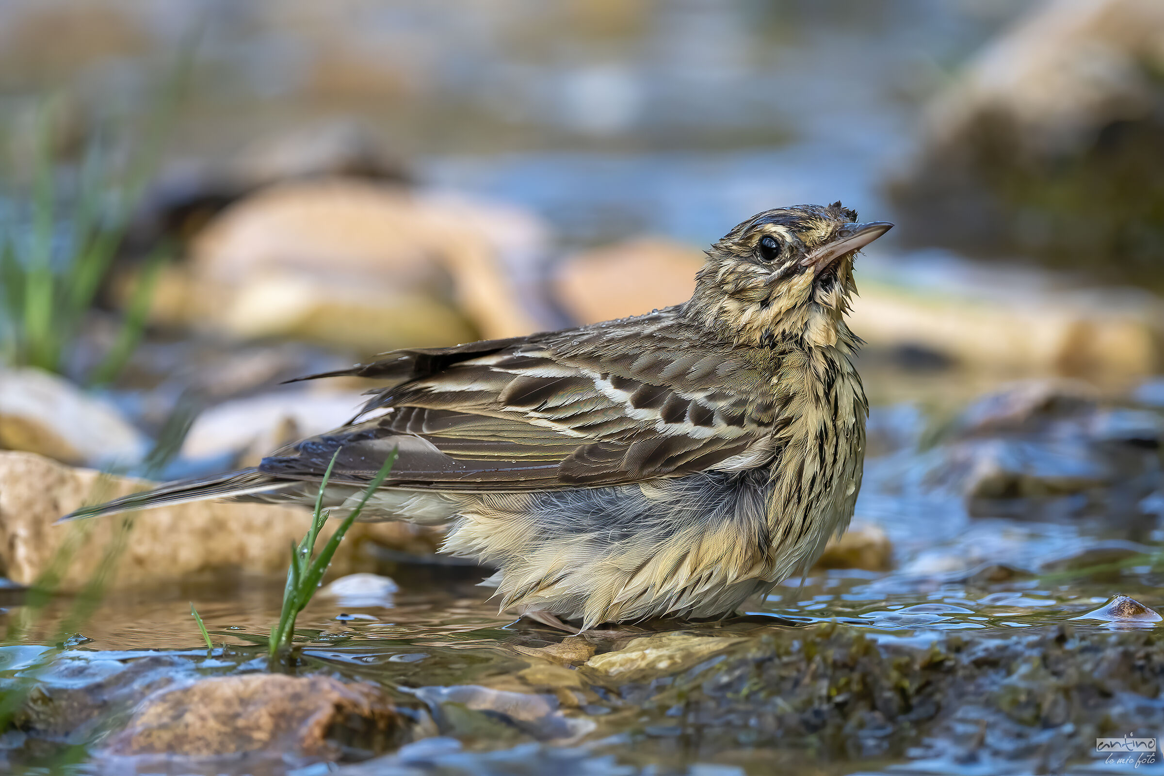 Tree Pipit