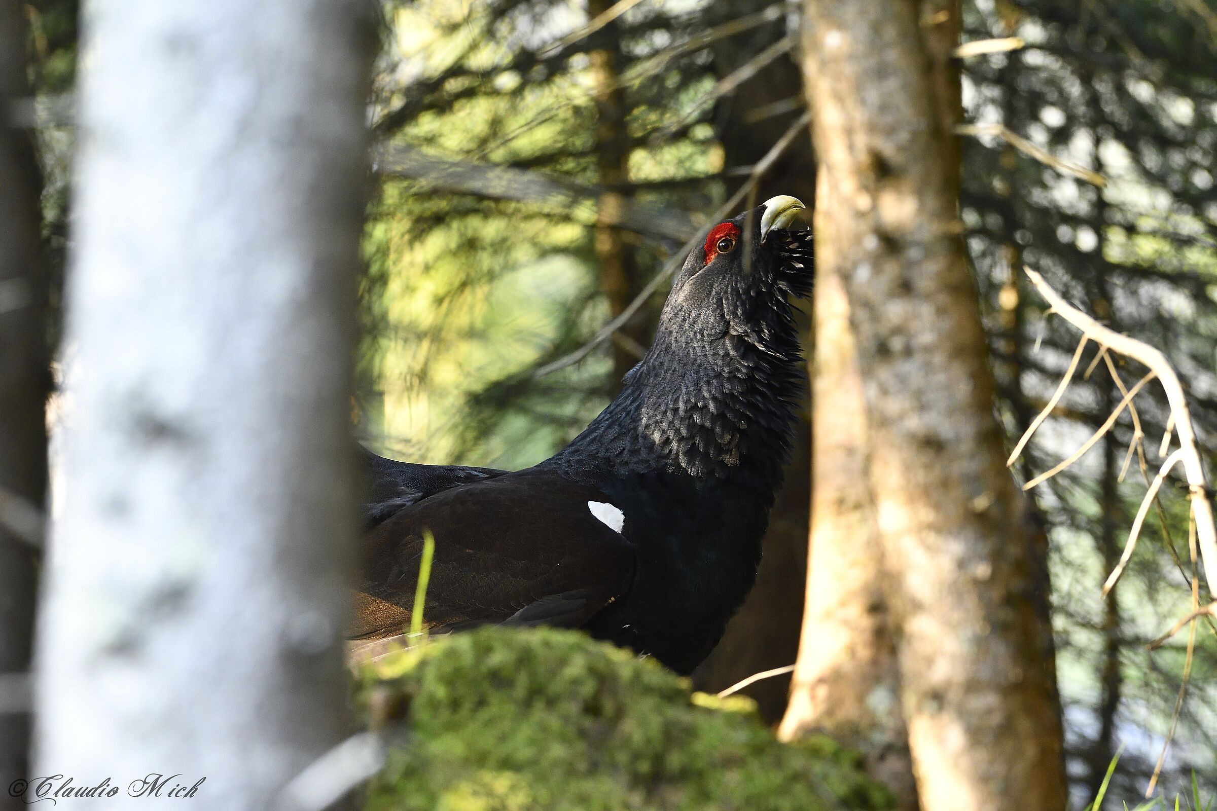 First lights on the Capercaillie