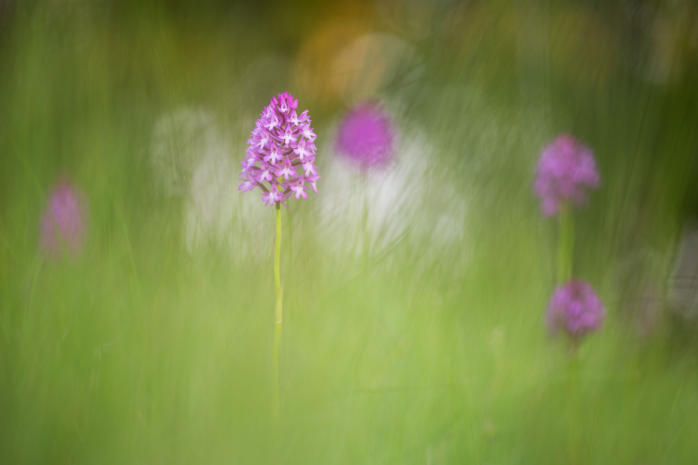 Anacamptis pyramidalis