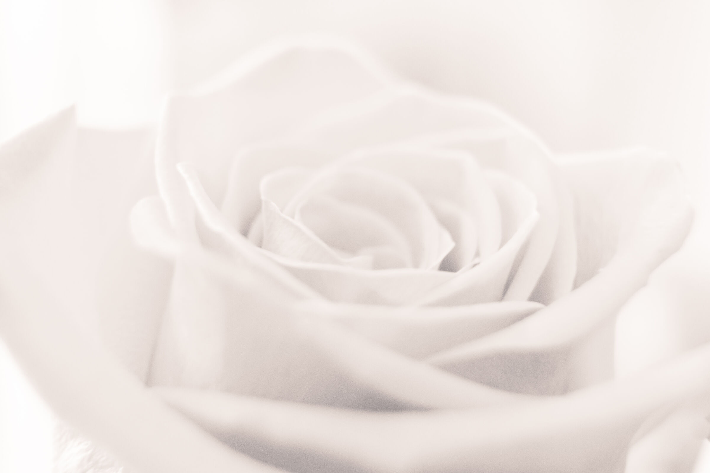 Black and White Rose