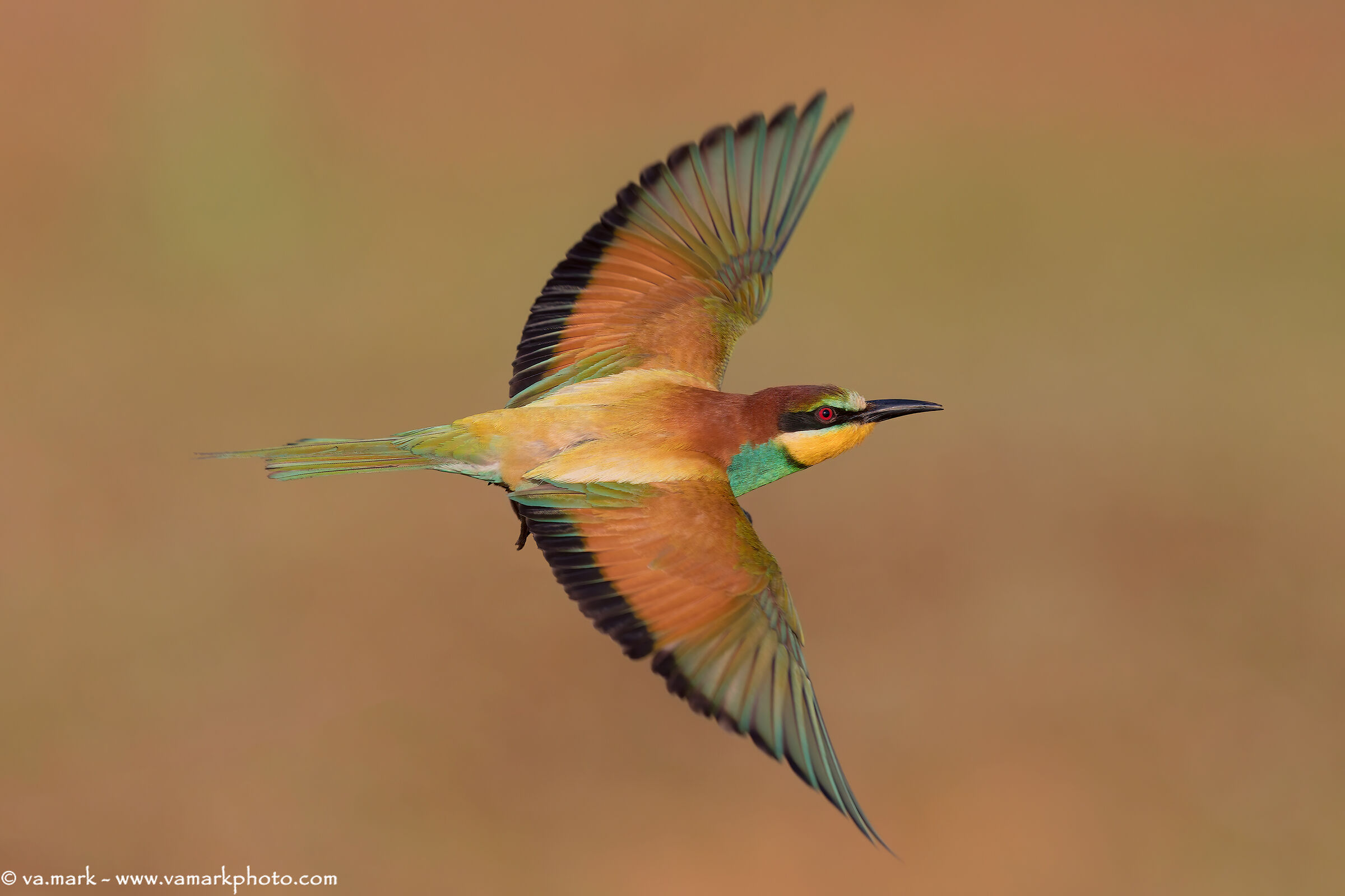 Ali explained.... Bee-eater