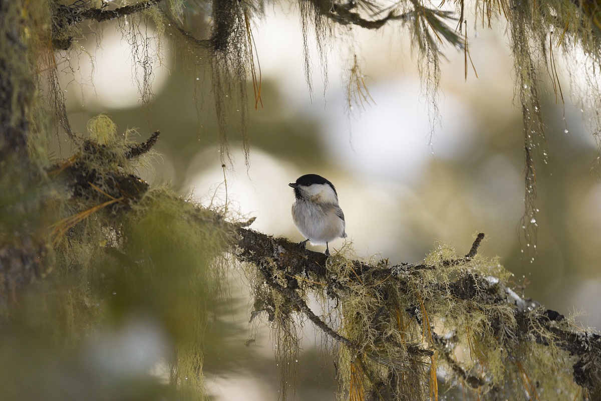 Cincia bigia alpestre (Parus montanus)