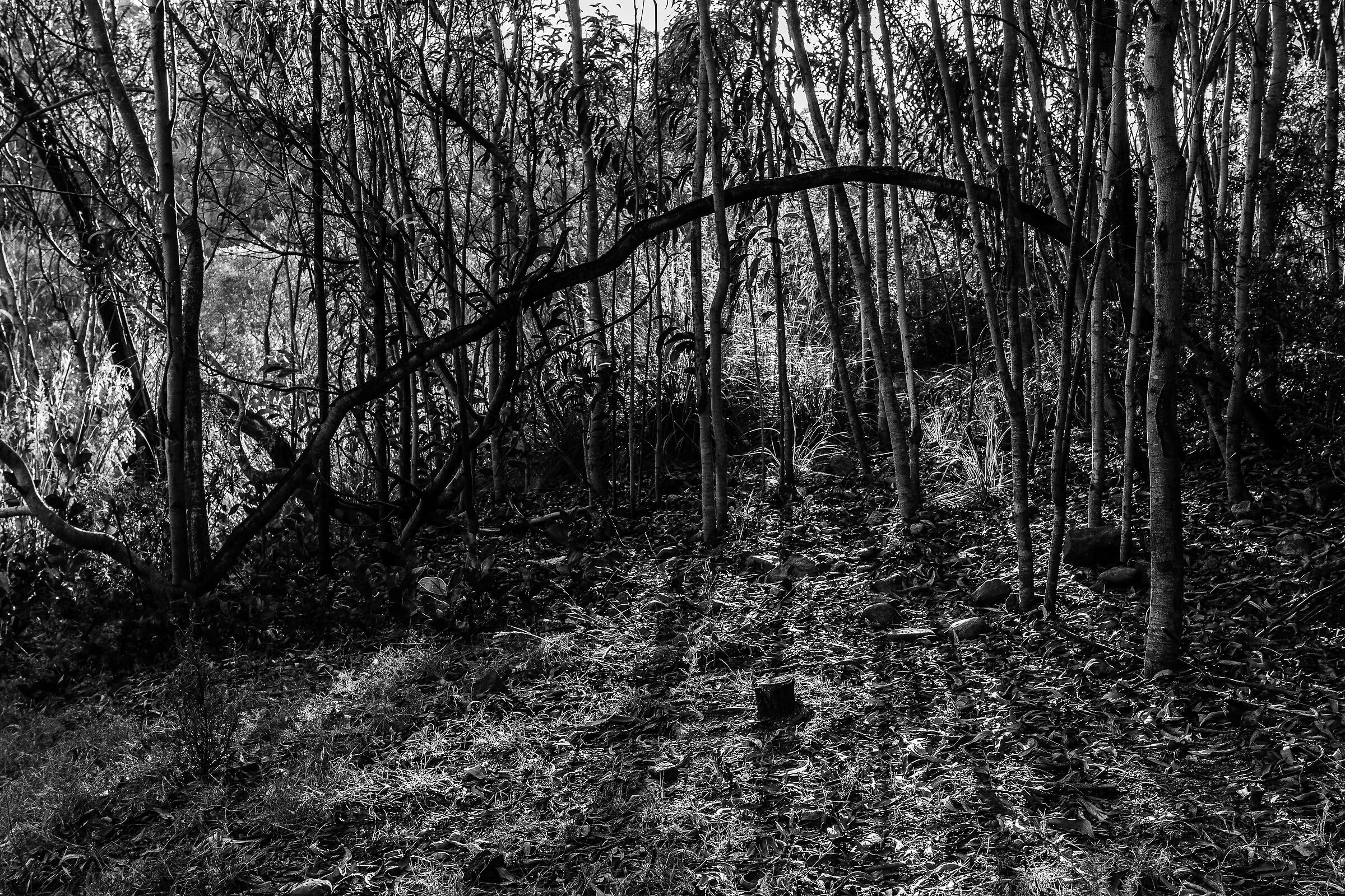 Stroll for the Hills 1