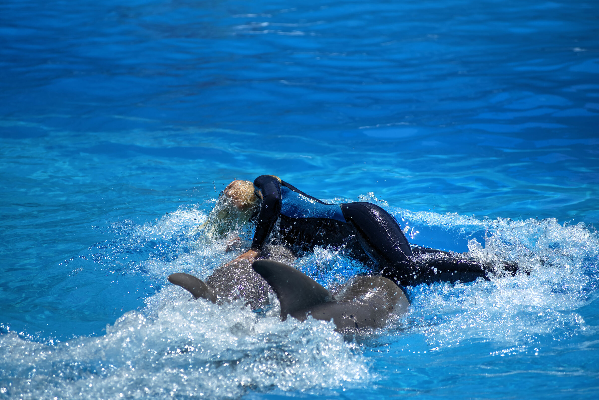 Divertimento con i dolphines