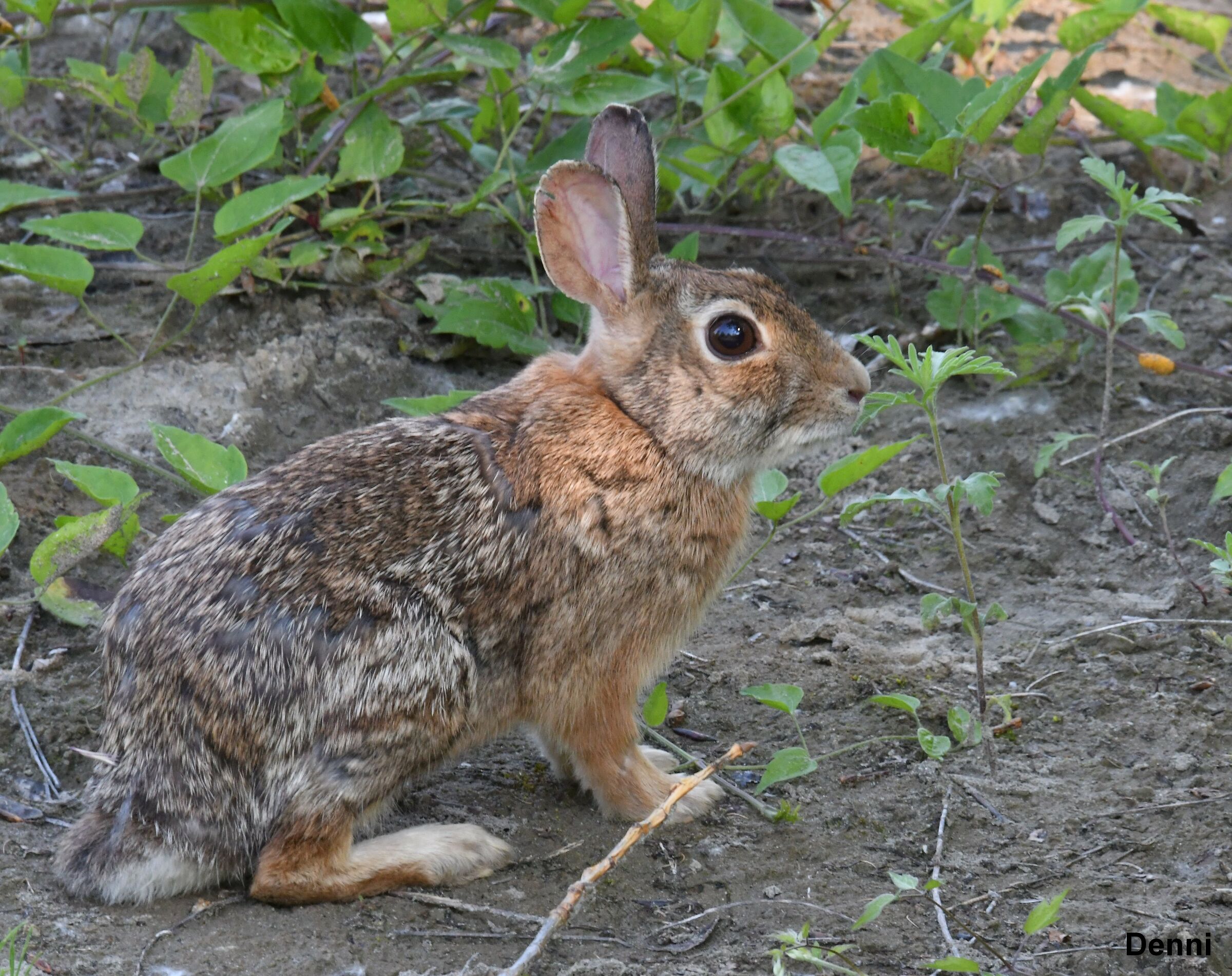 ne ho visti tre lungo la strada