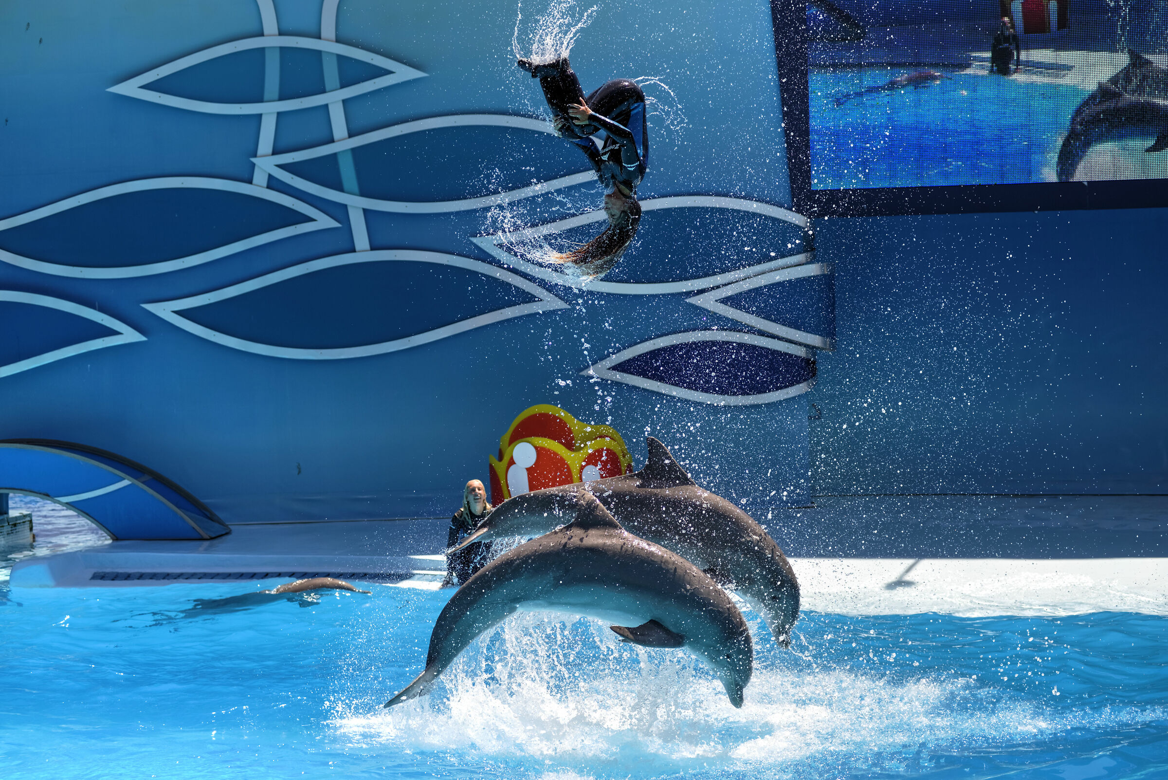 Divertimento con i dolphines II