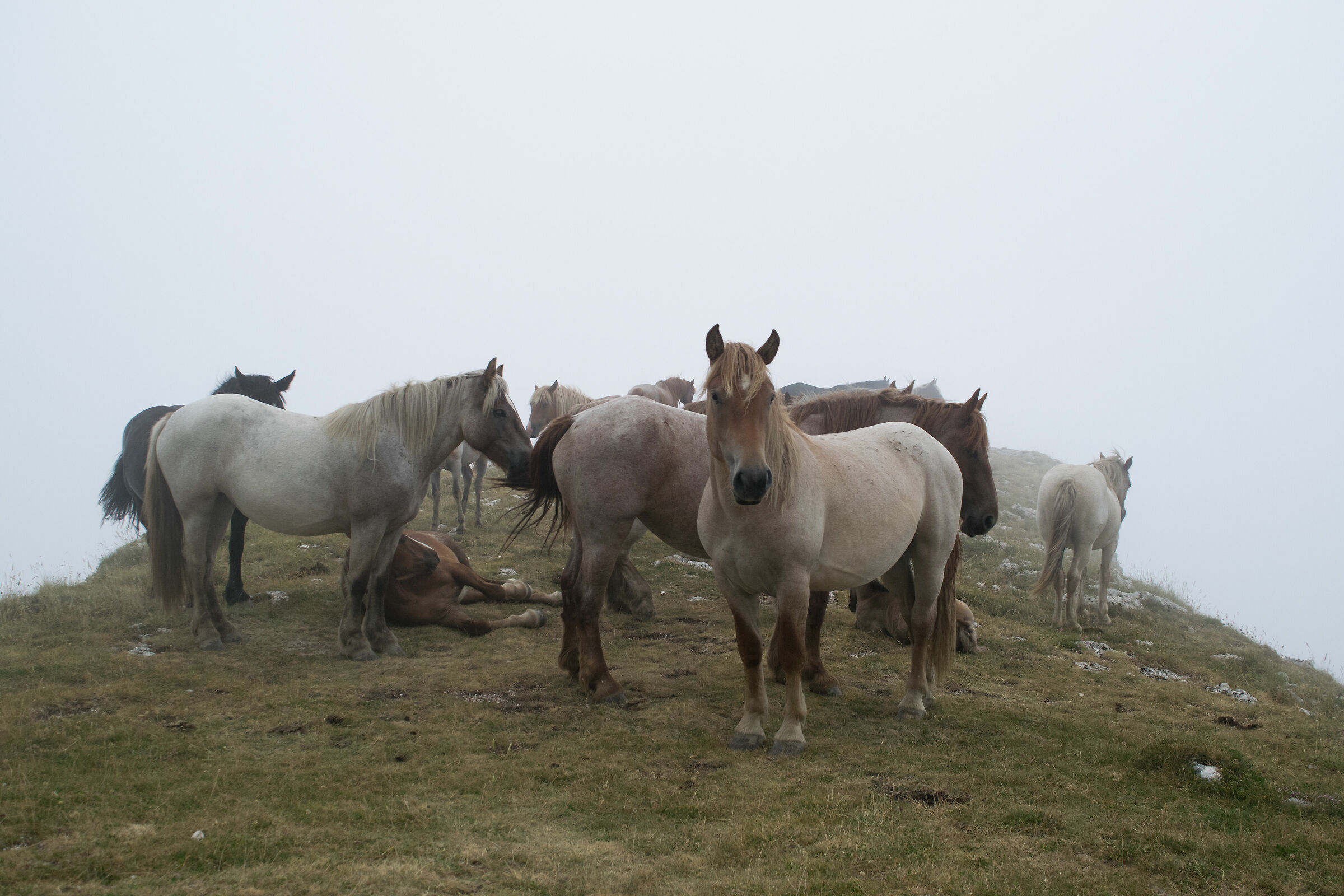 Cavalli nella nebbia