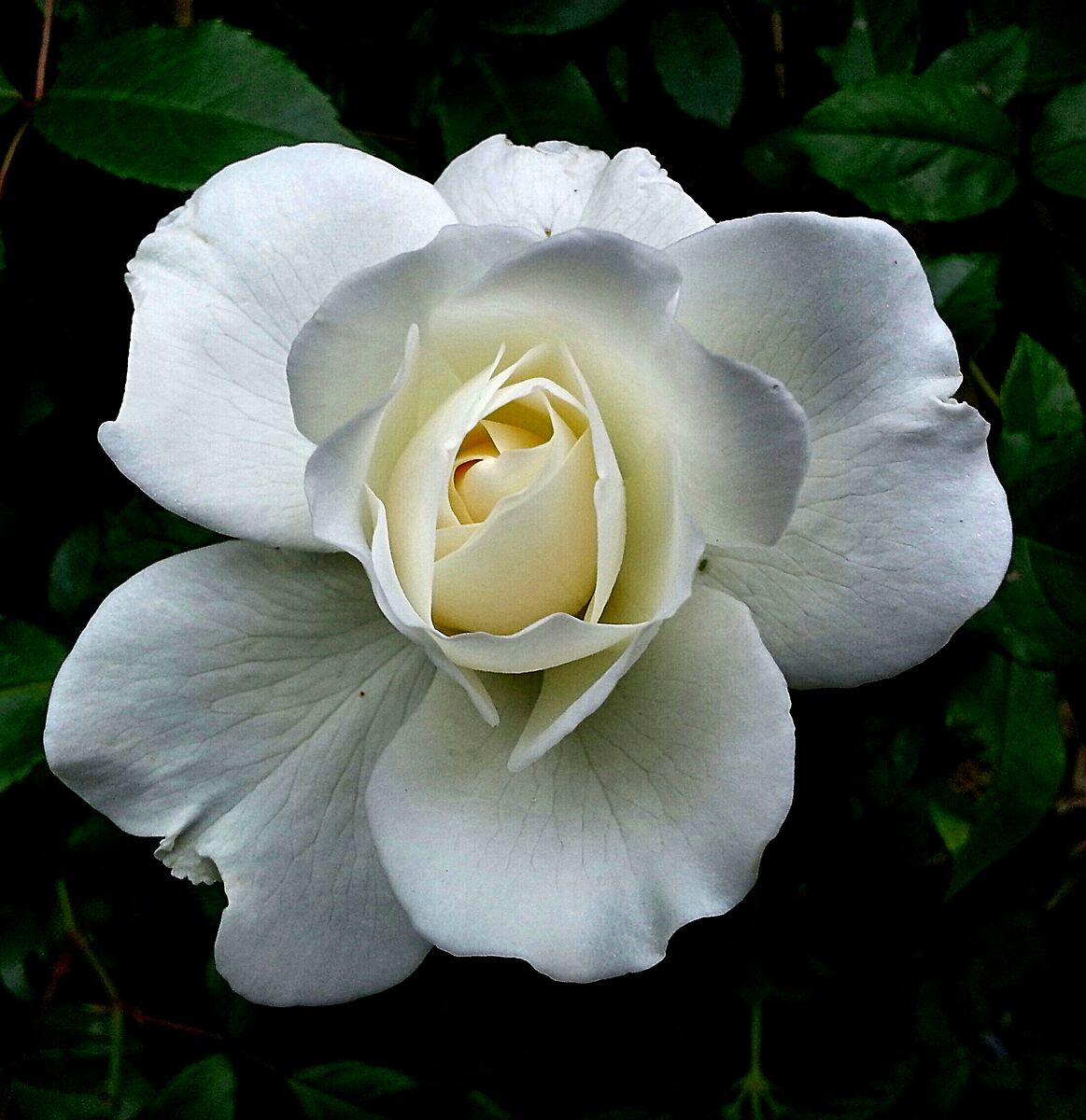 Rosa