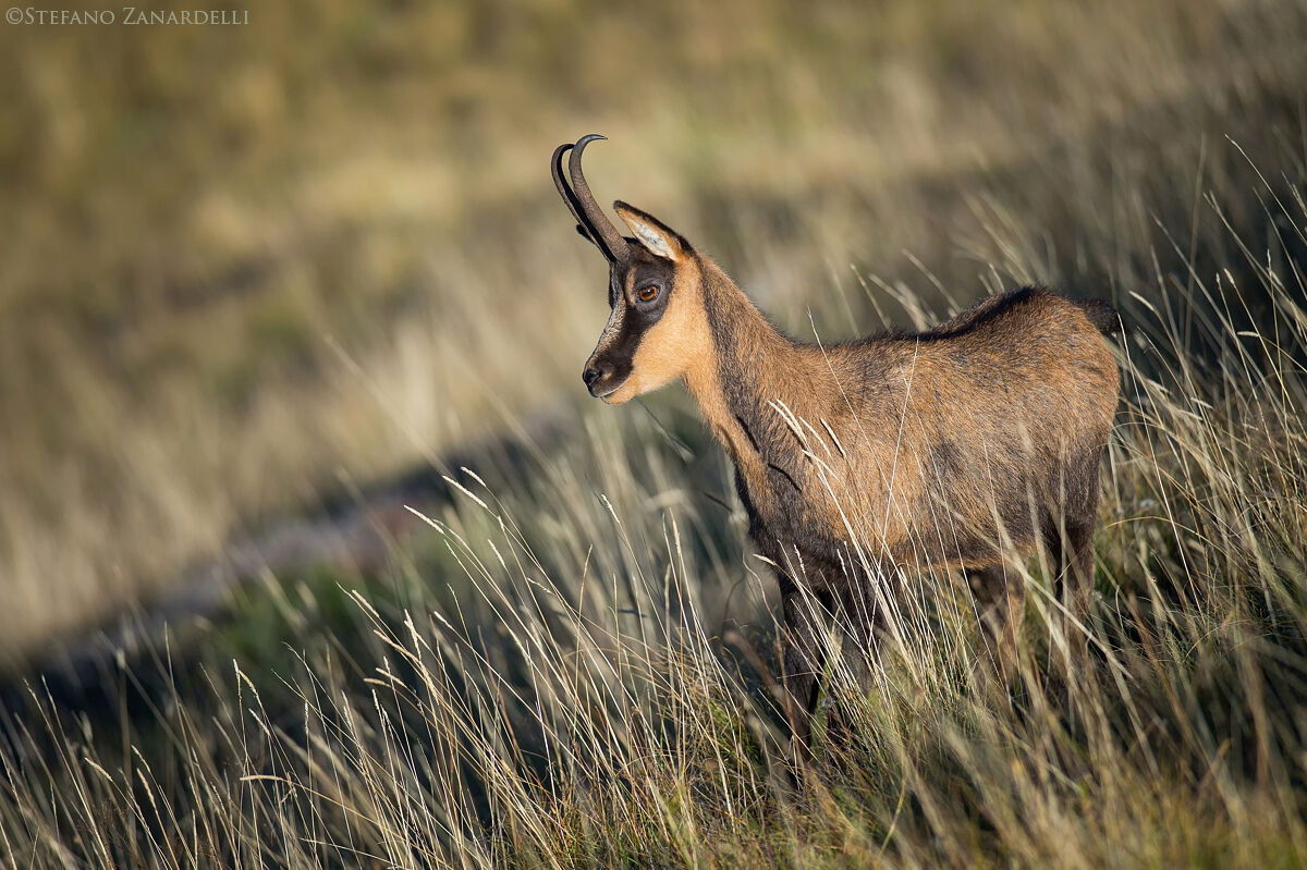 Camoscio Appenninico