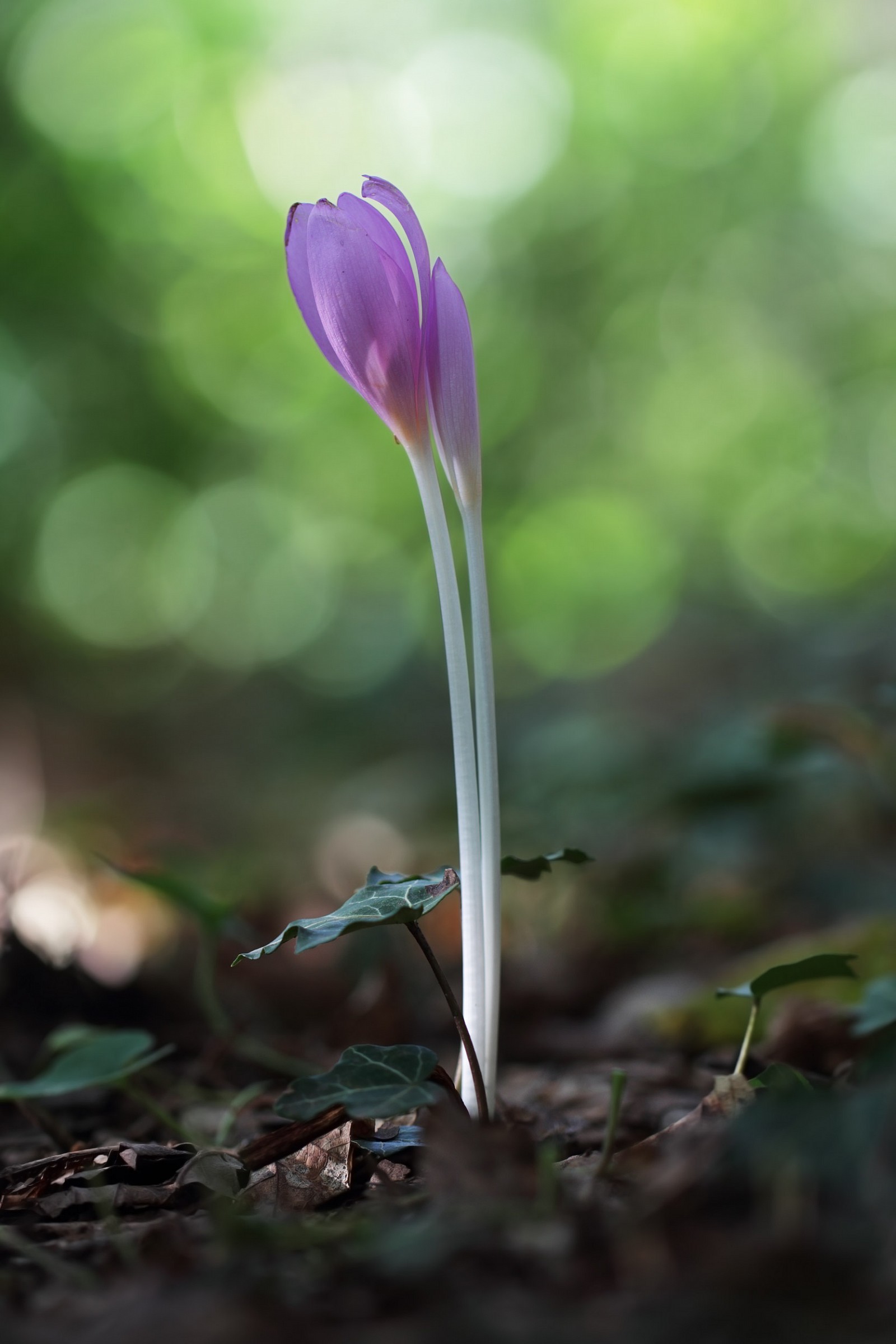 Autumn crocus