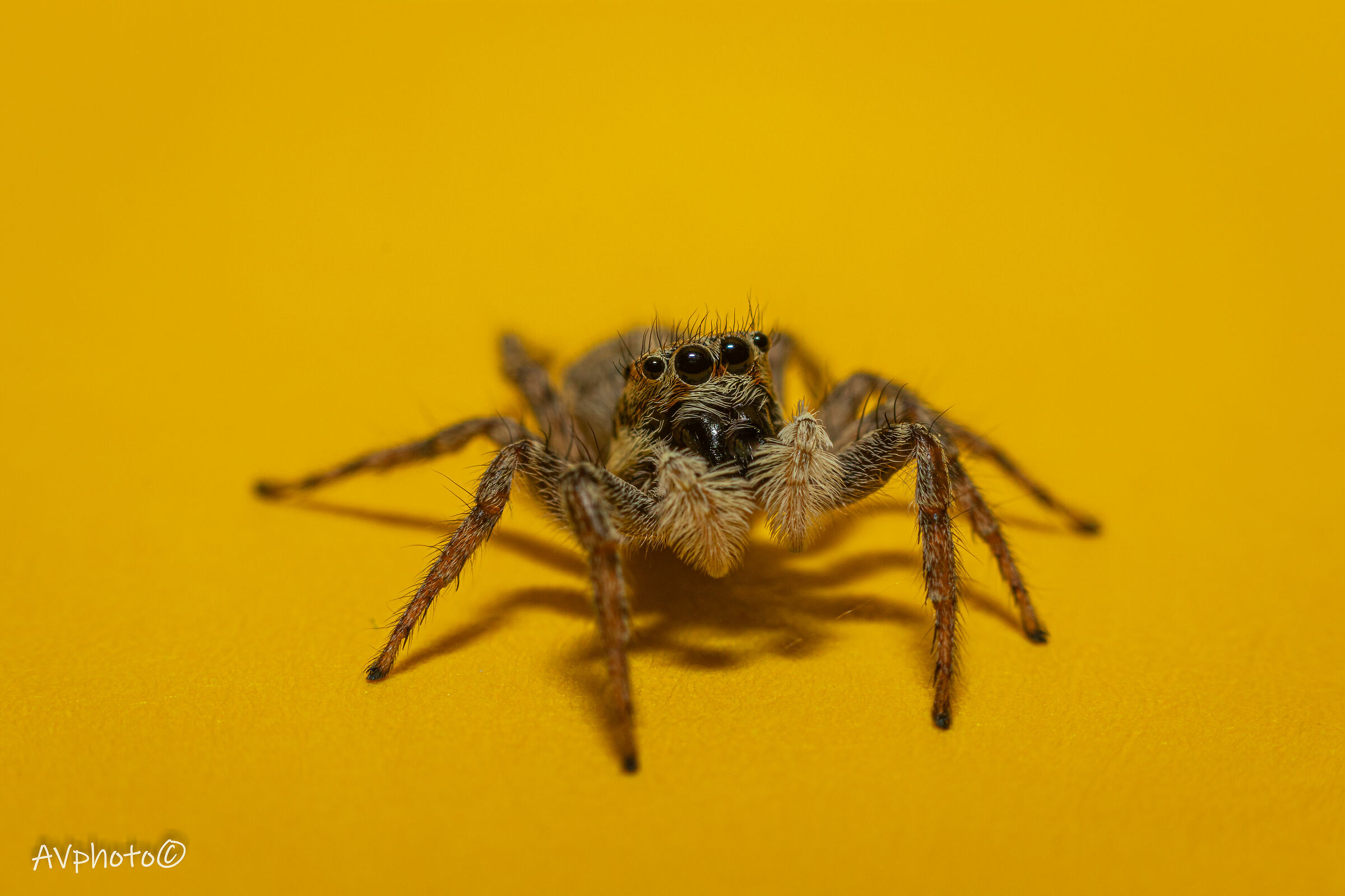 Do you think yellow gives me?