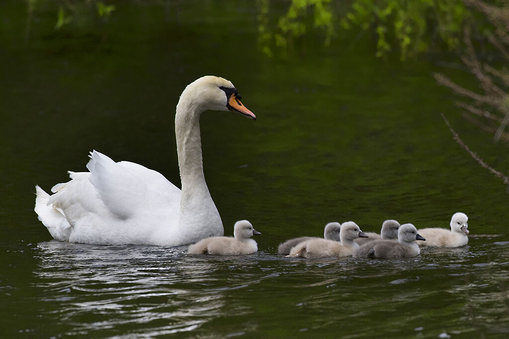 Swan with Offspring