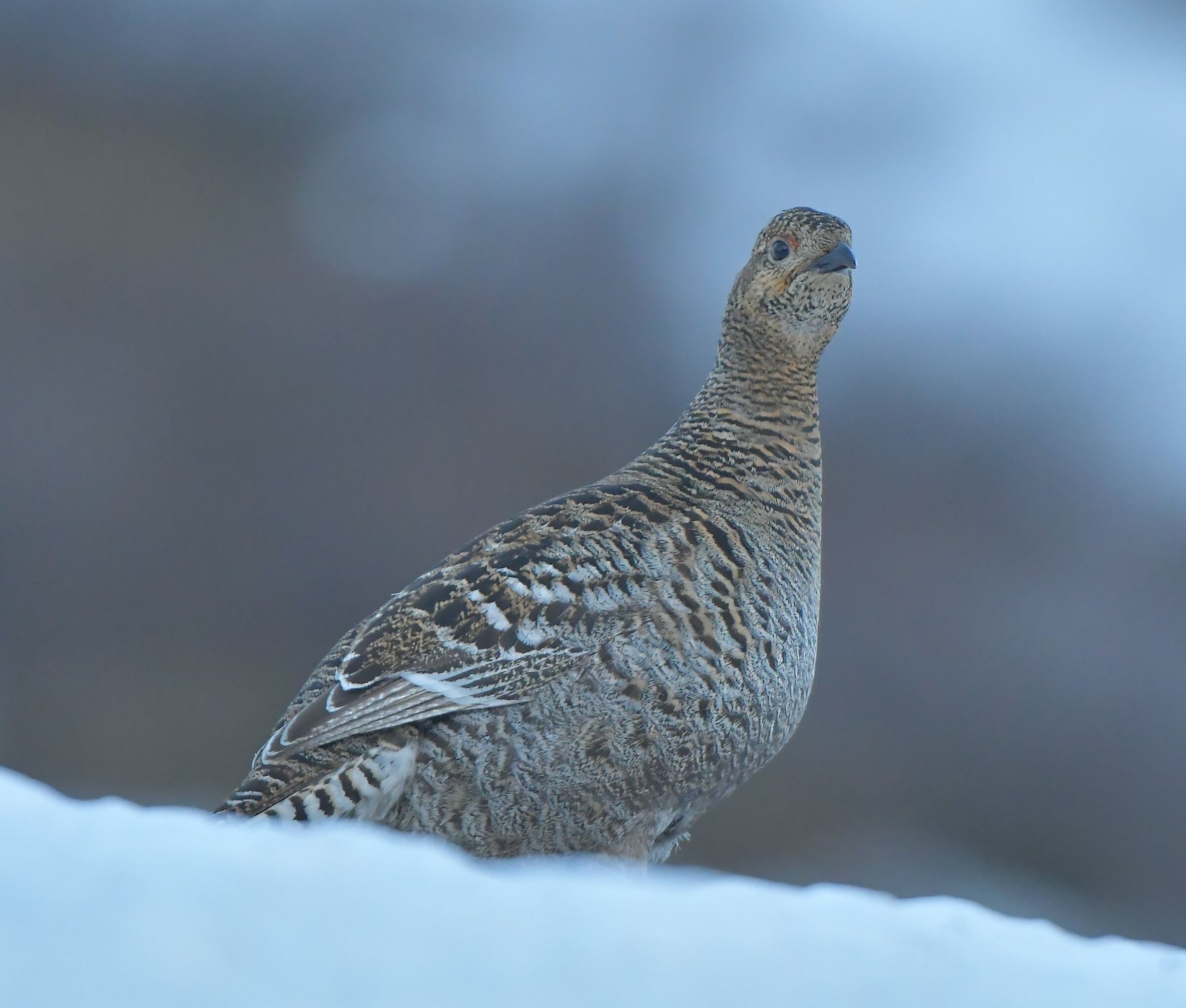 Female Pheasant