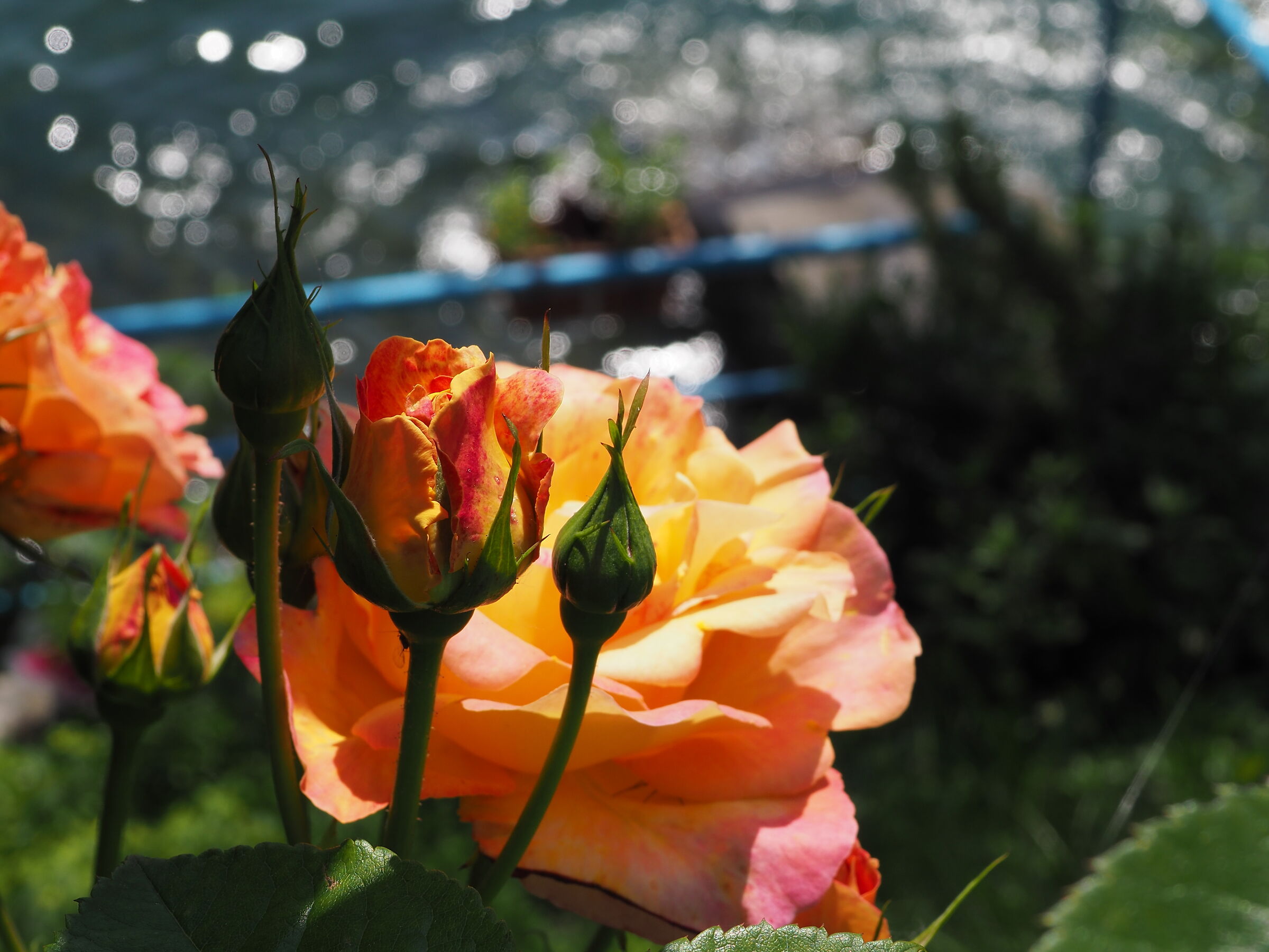 Rose di lago