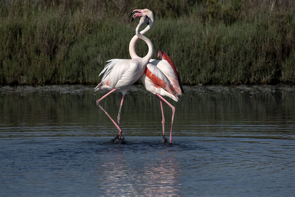 Flamingos