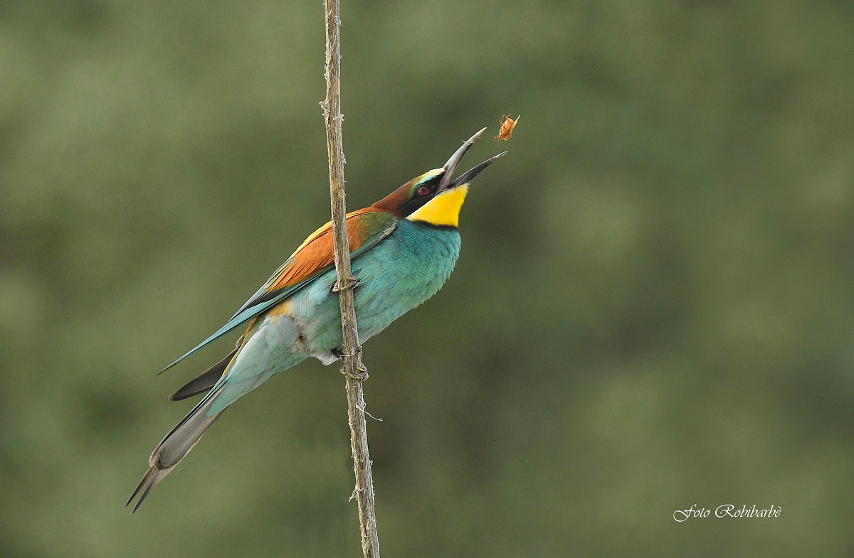 The ability of the Bee-eater...