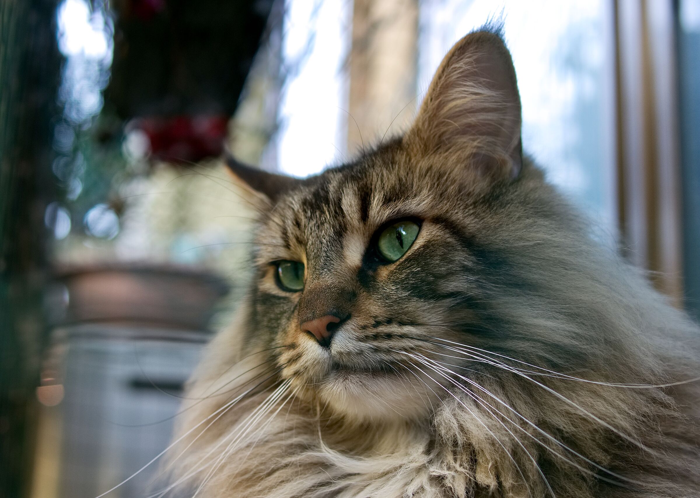 Il mio modello preferito