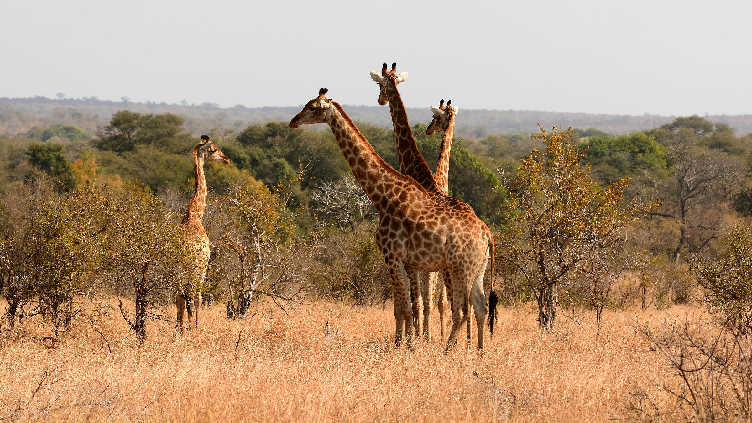 Girafs