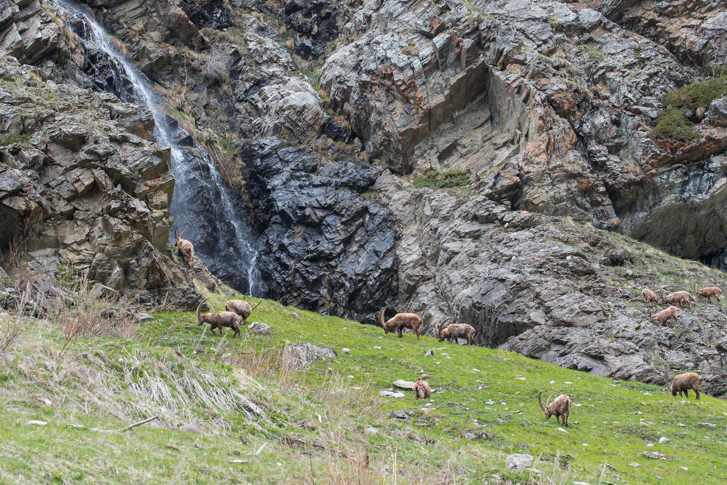 Ibex and Waterfall