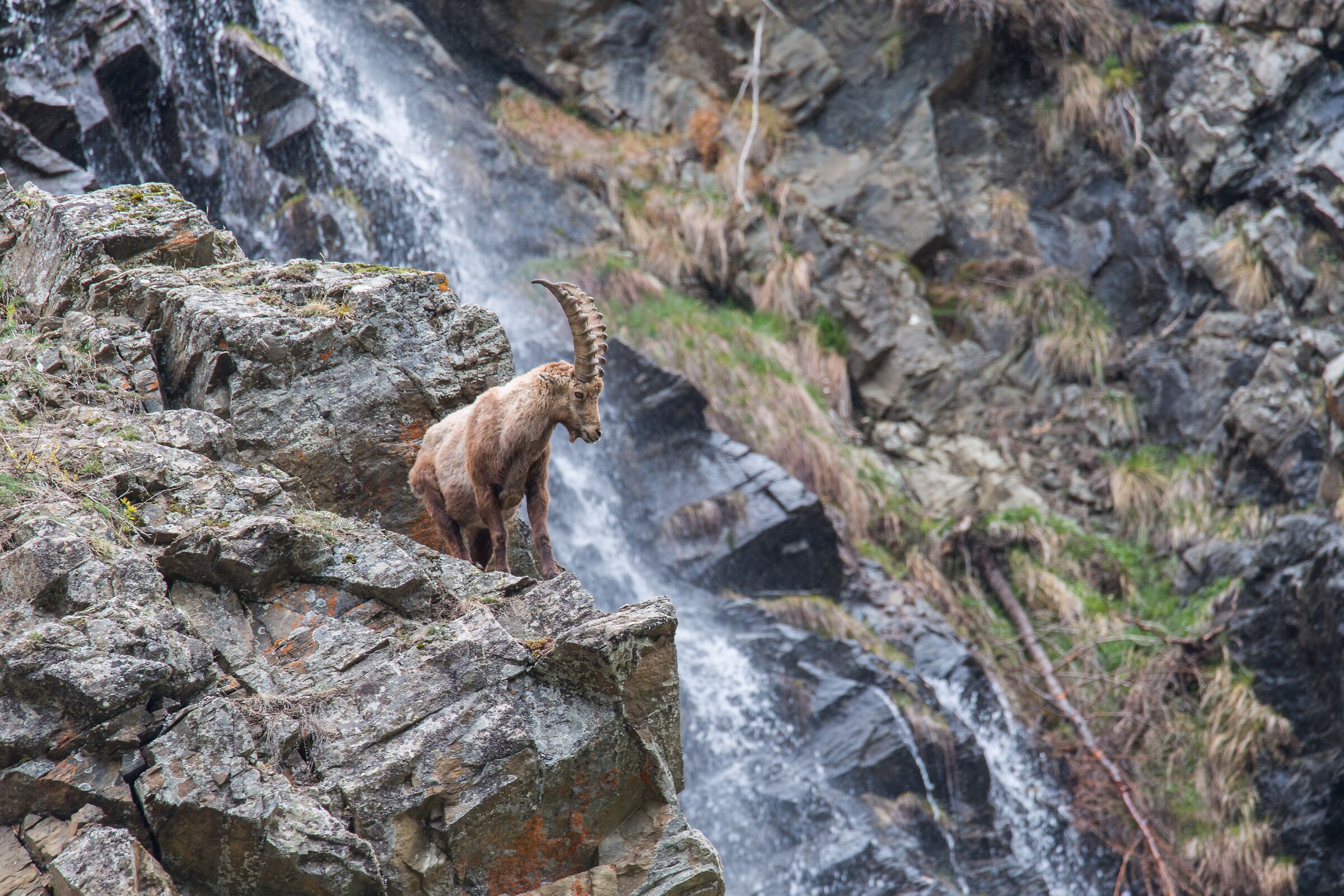 Il Re del Parco Nazionale Gran Paradiso