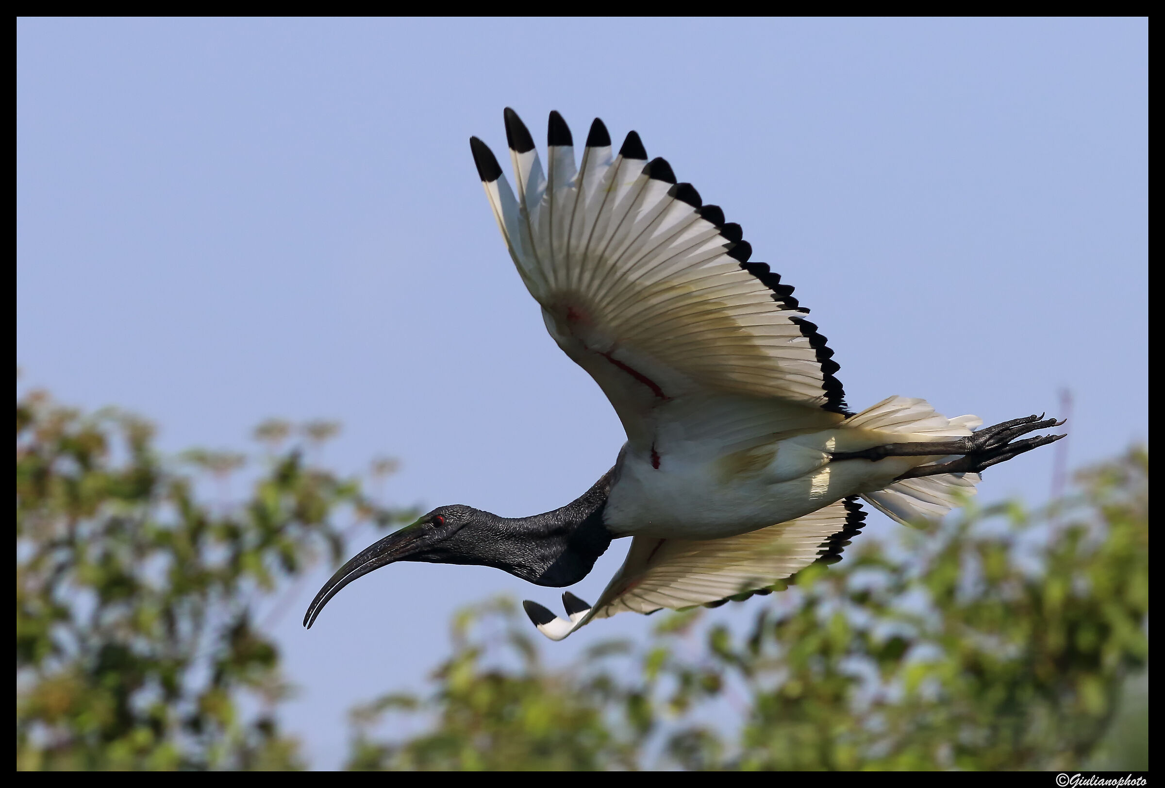 Sacred Ibis