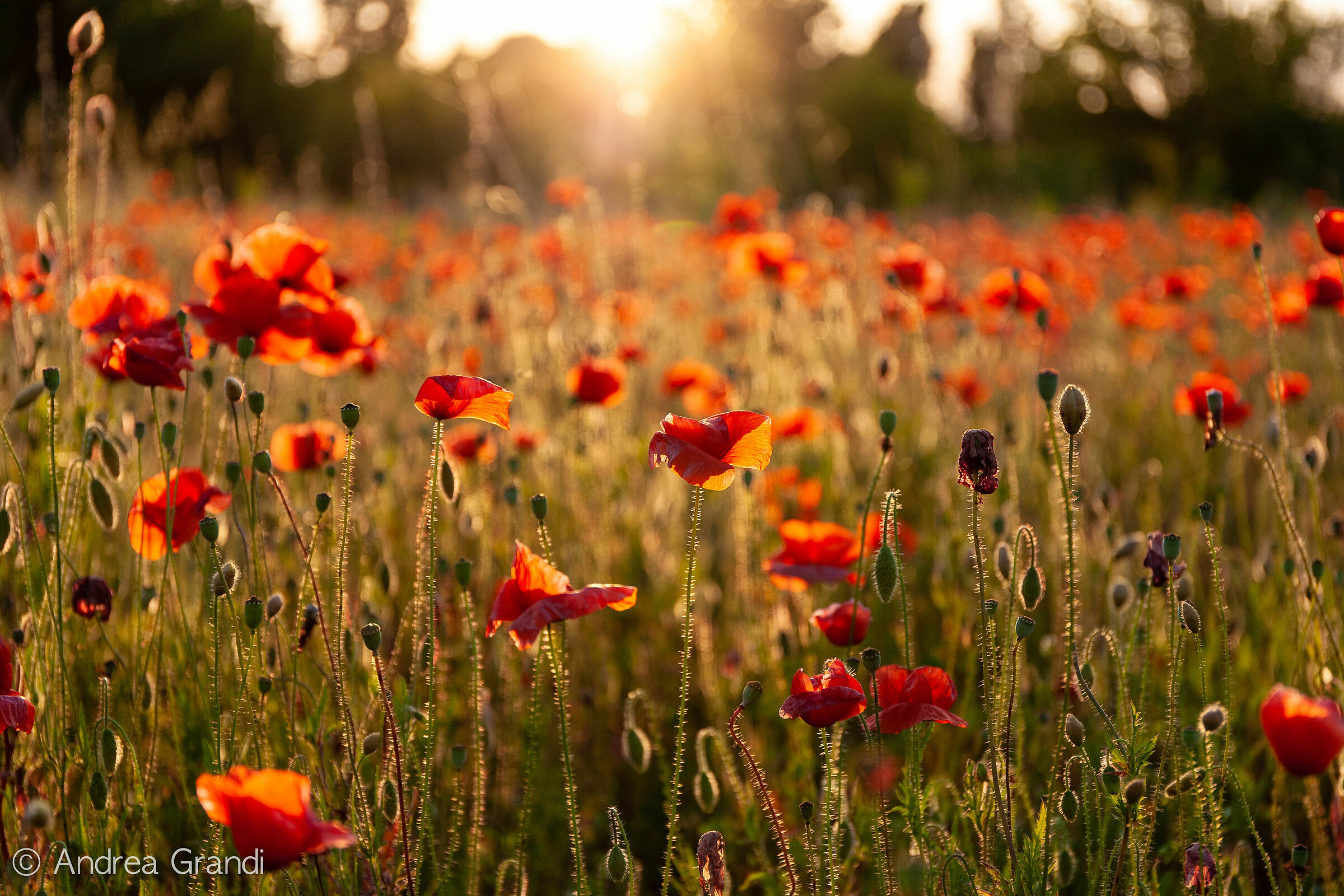 ... But they are a thousand red poppies