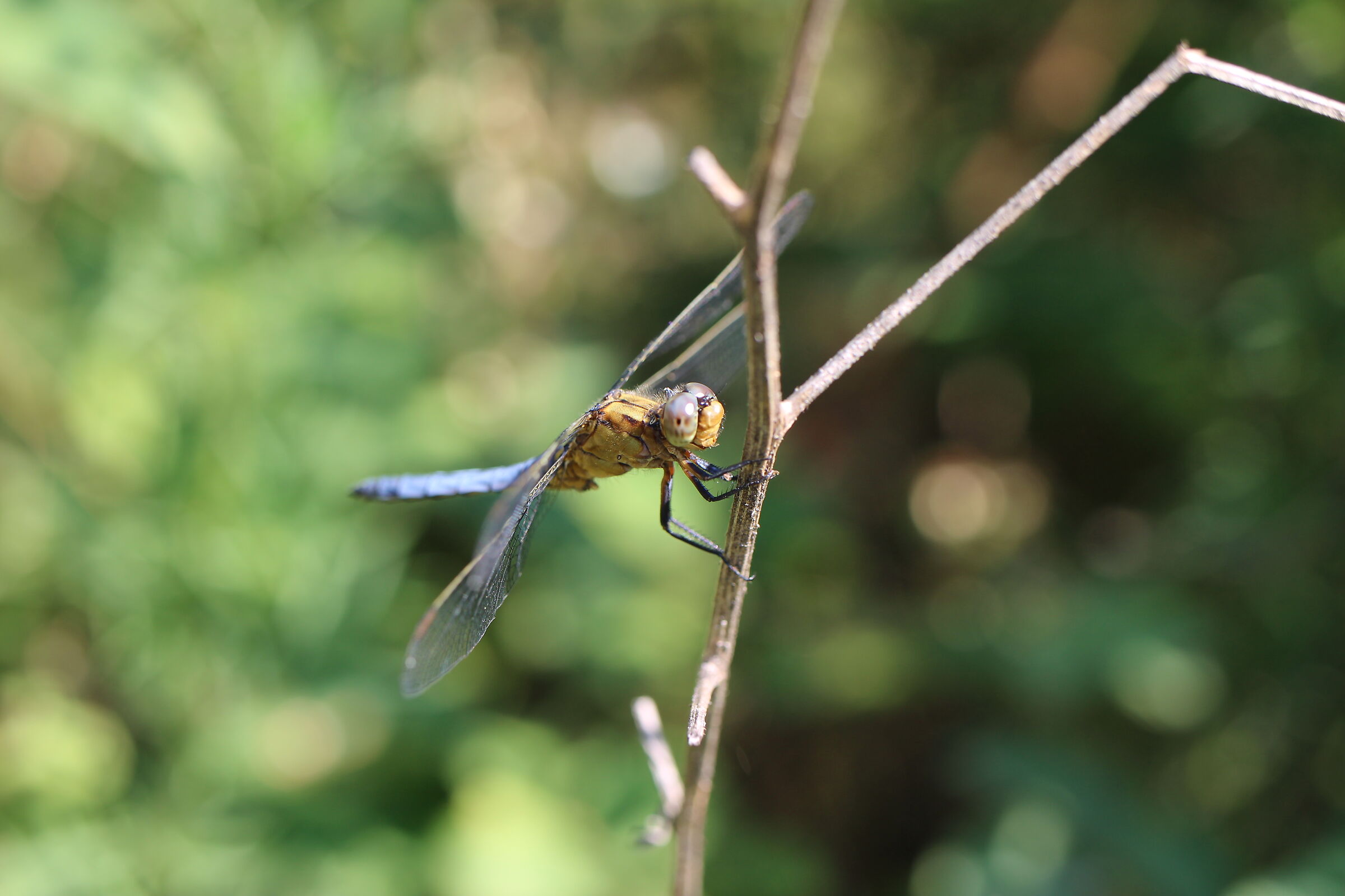 Dragonfly