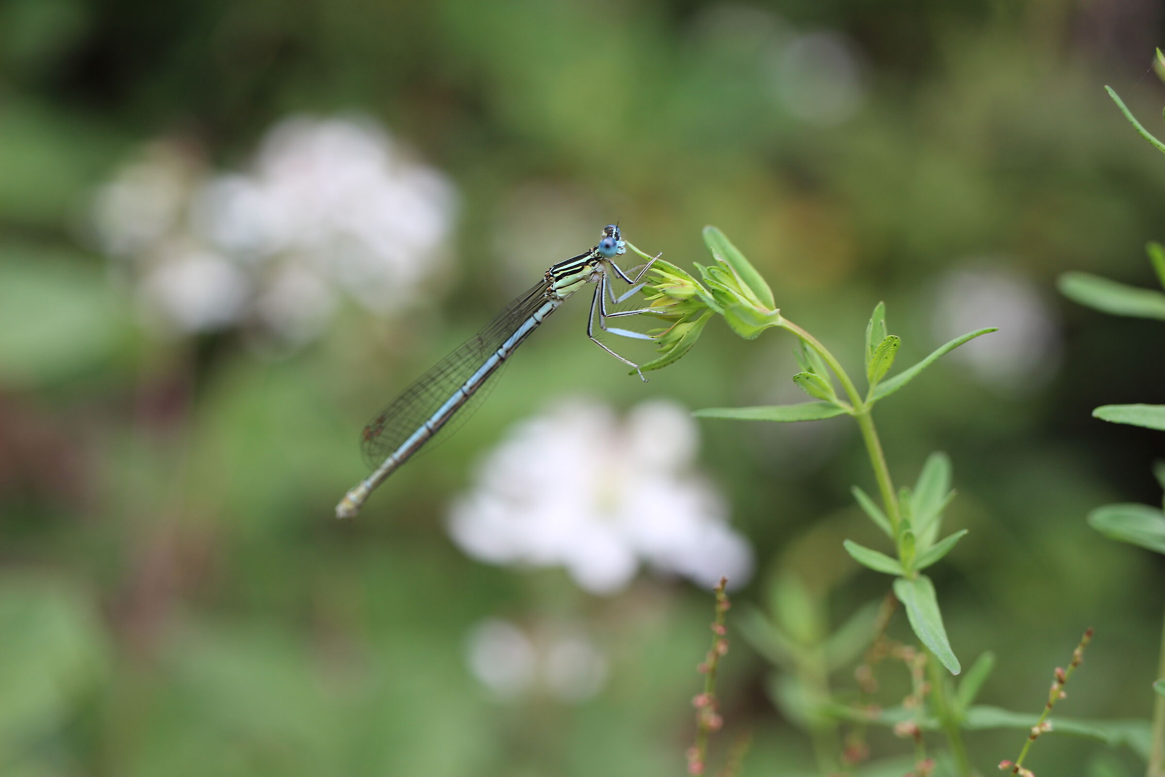 Damselfly