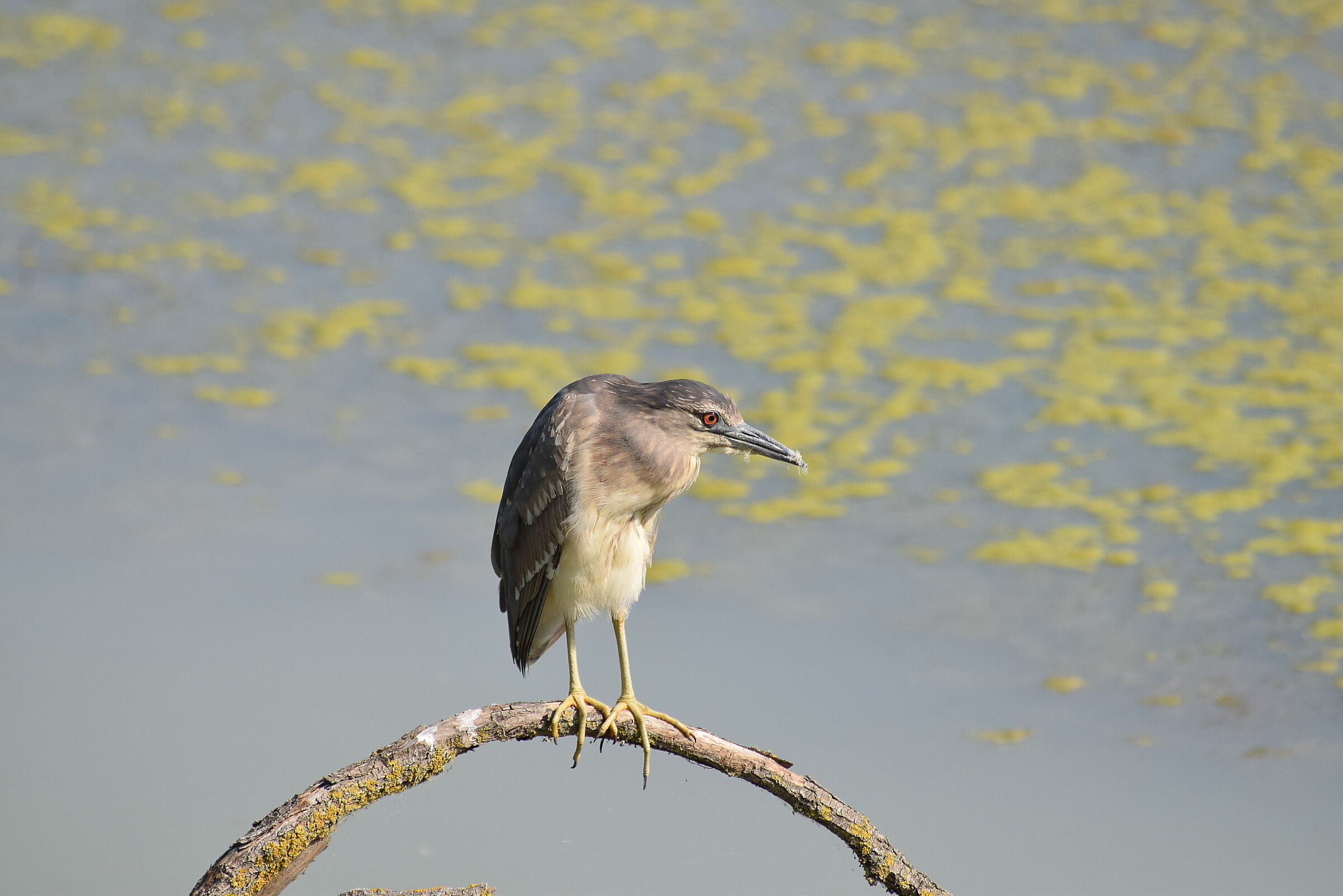 The Hunchback of Notre Dame