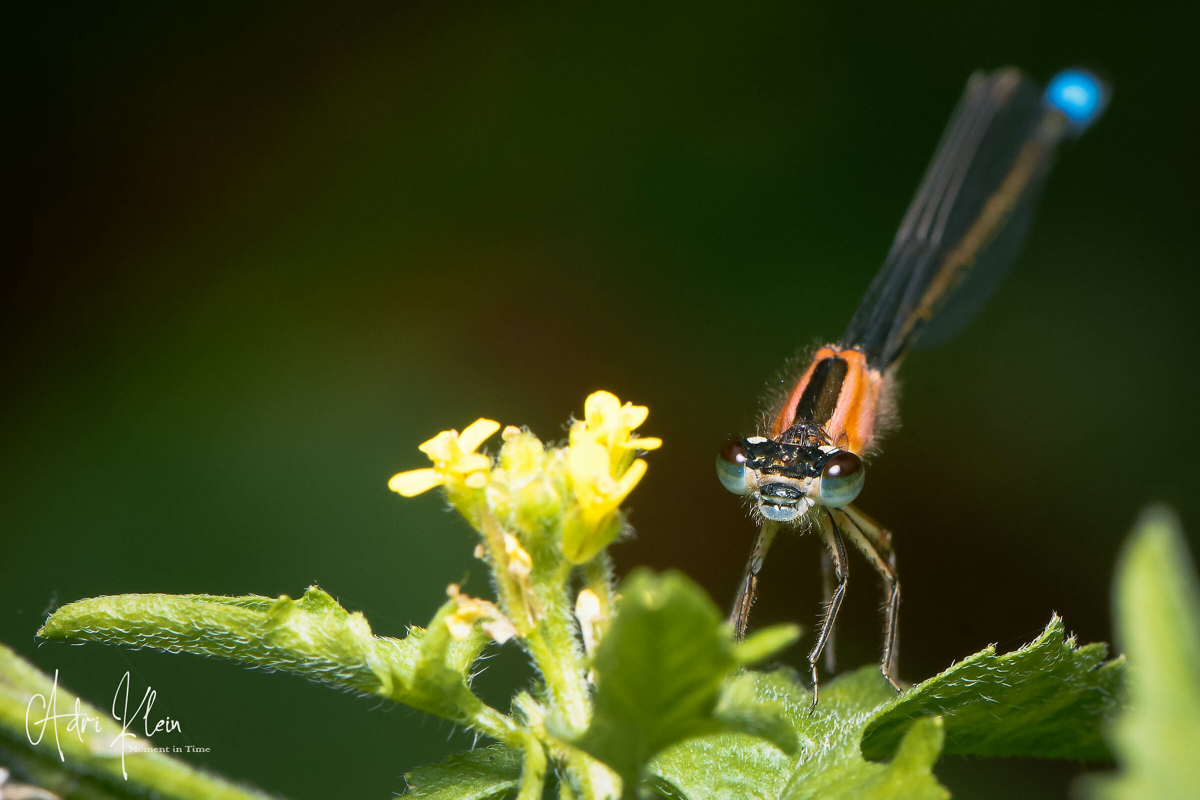 Dragonfly